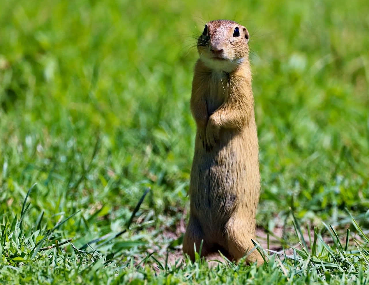 Gopher, grass, sunlight, HD Desktop Wallpaper