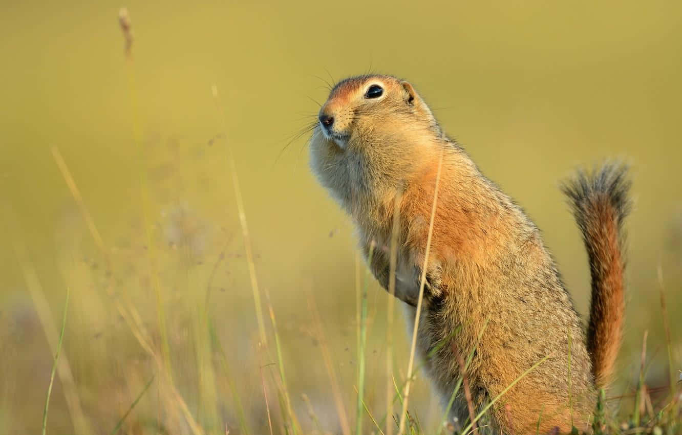 Gopher, Grassland, Golden grass, HD Desktop Wallpaper