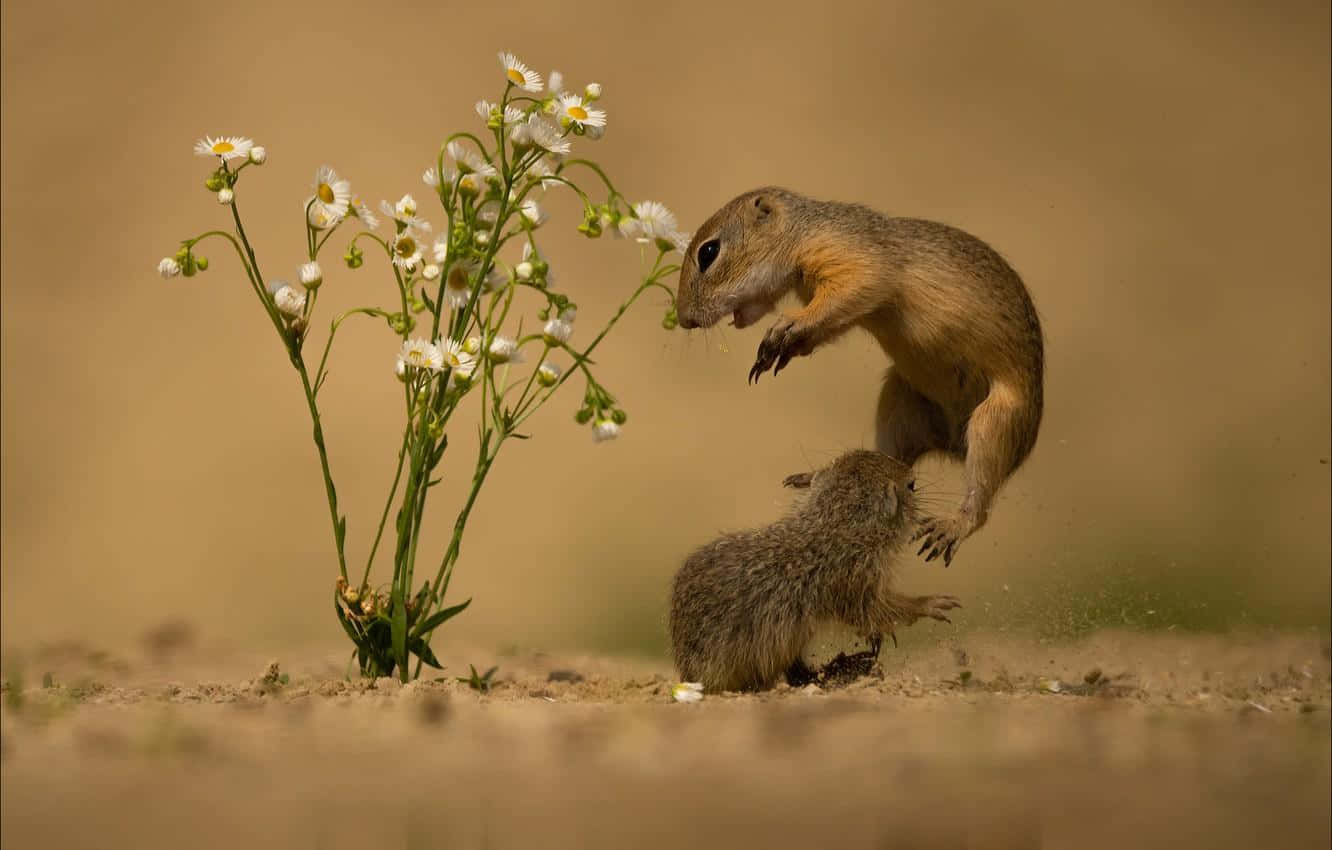 Gopher, leap, white daisies, HD Desktop Wallpaper