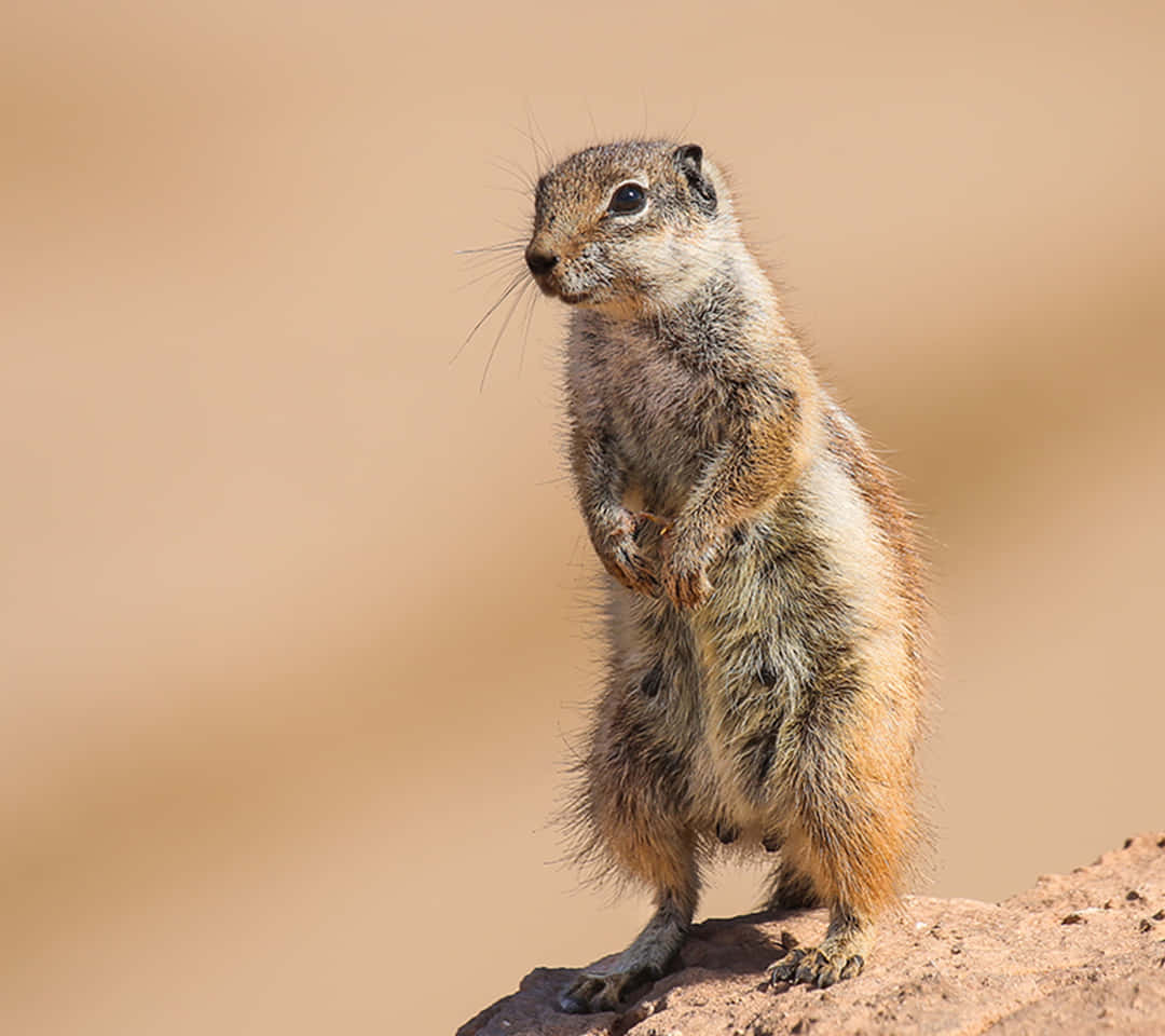 Gopher, rock, desert, SD Desktop Wallpaper