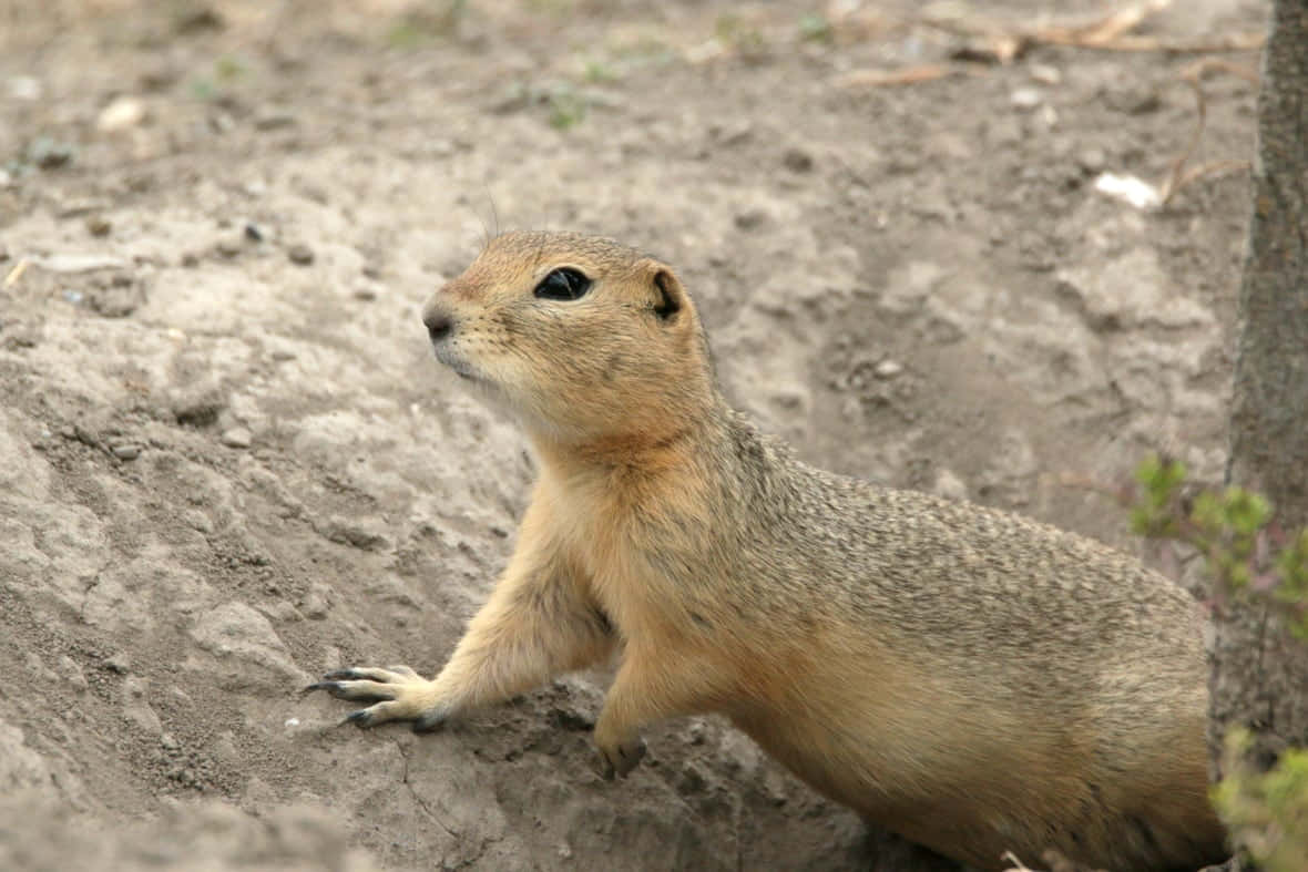 Gopher, sandy earth, tree trunk, SD Desktop Wallpaper