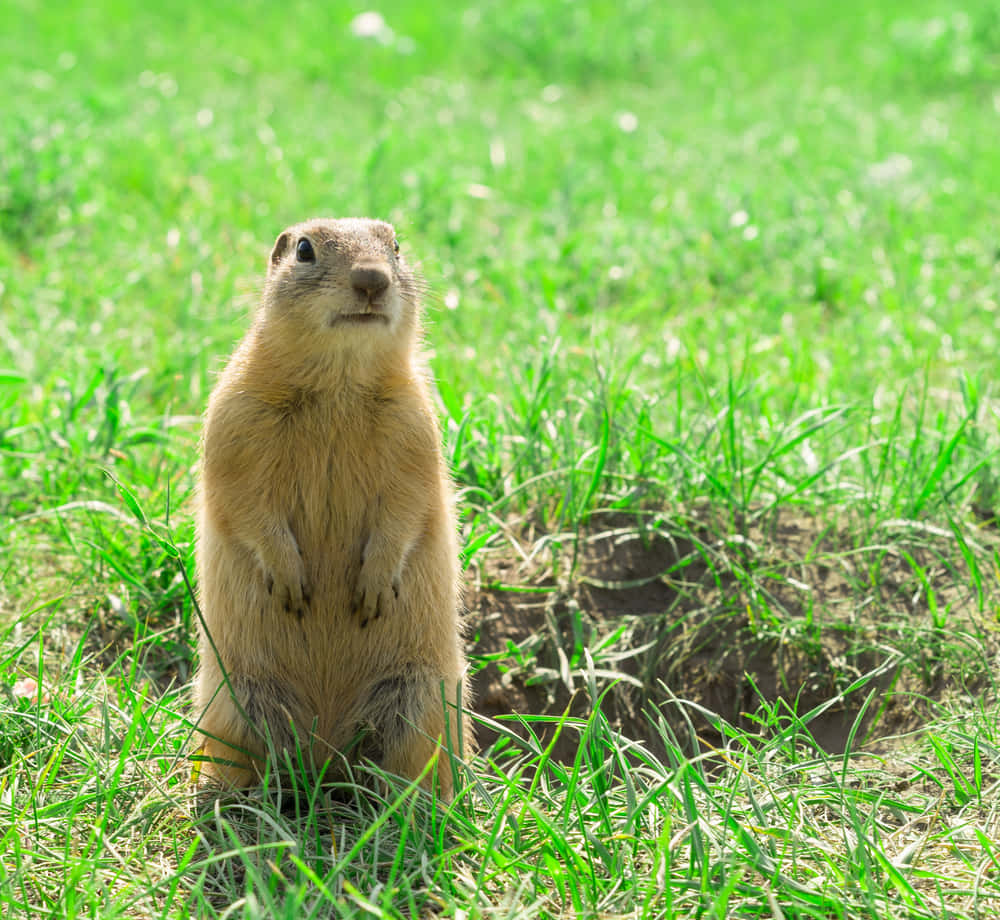 Gopher, vibrant green grass, burrow, SD Desktop Wallpaper