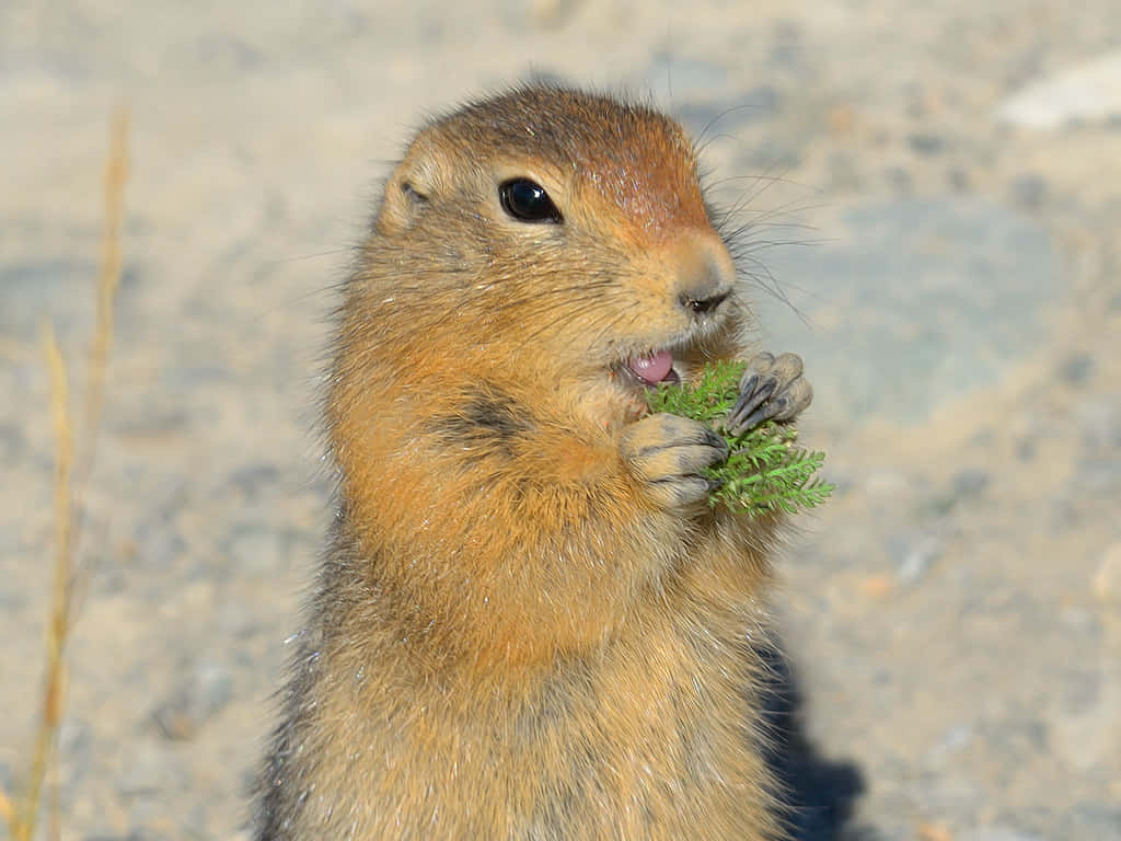 Gopher, green foliage, rocky background, SD Desktop Wallpaper