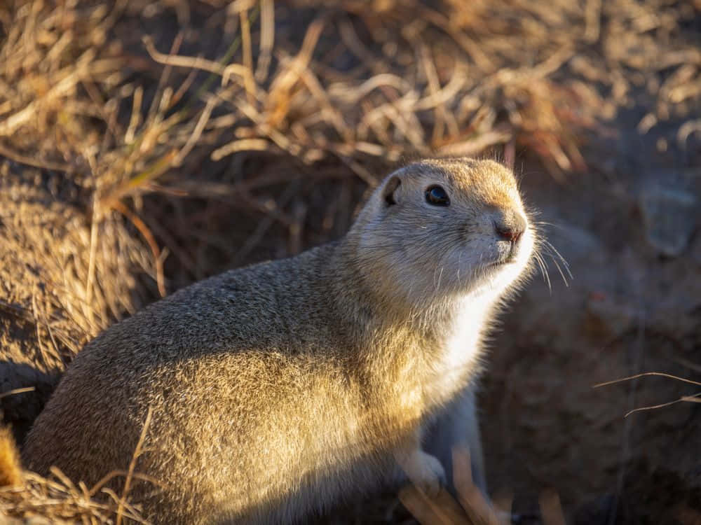 Gopher, Sunlight, Golden sunlight, SD Desktop Wallpaper