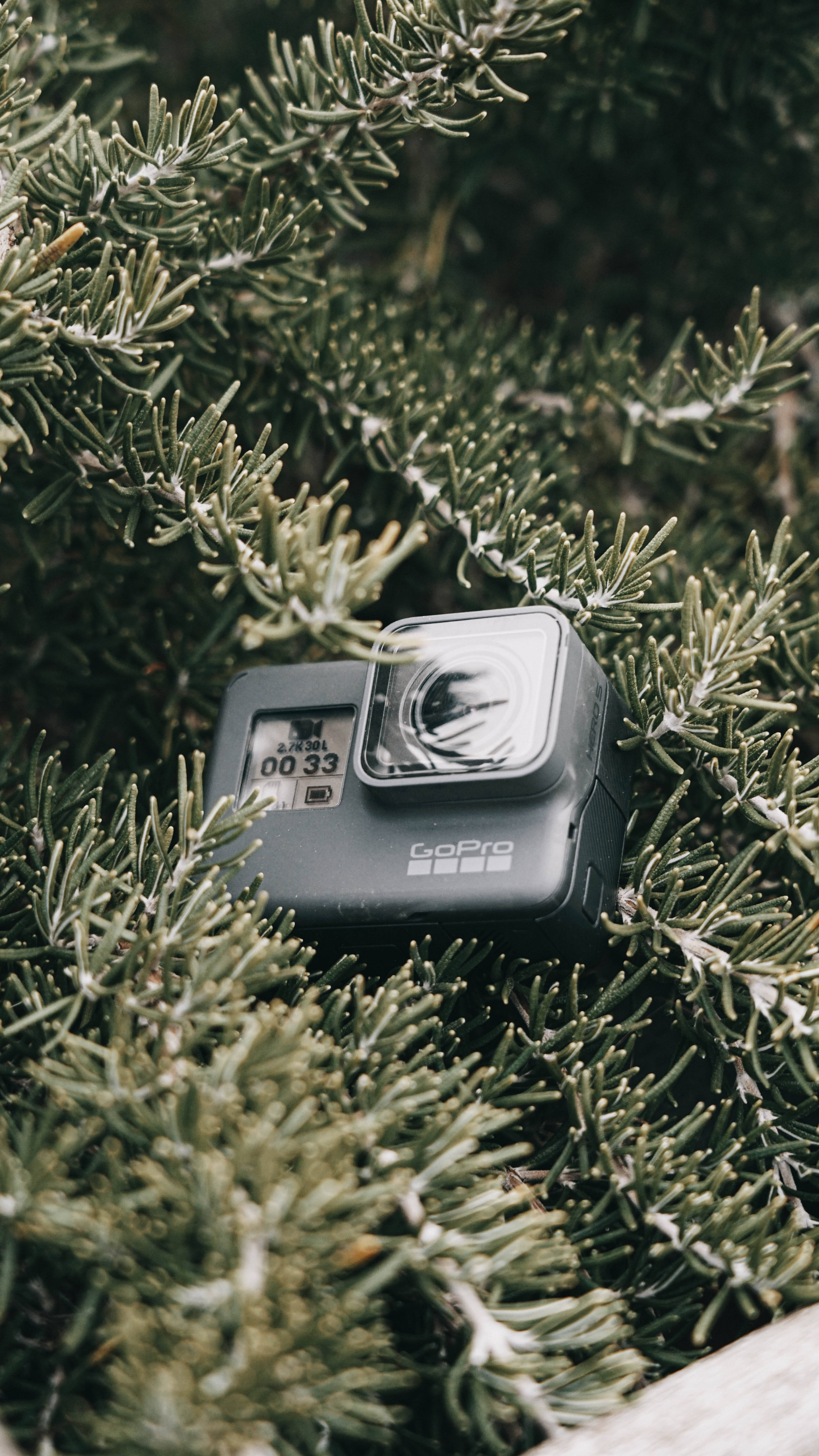GoPro, pine tree, black, 5K Phone Wallpaper