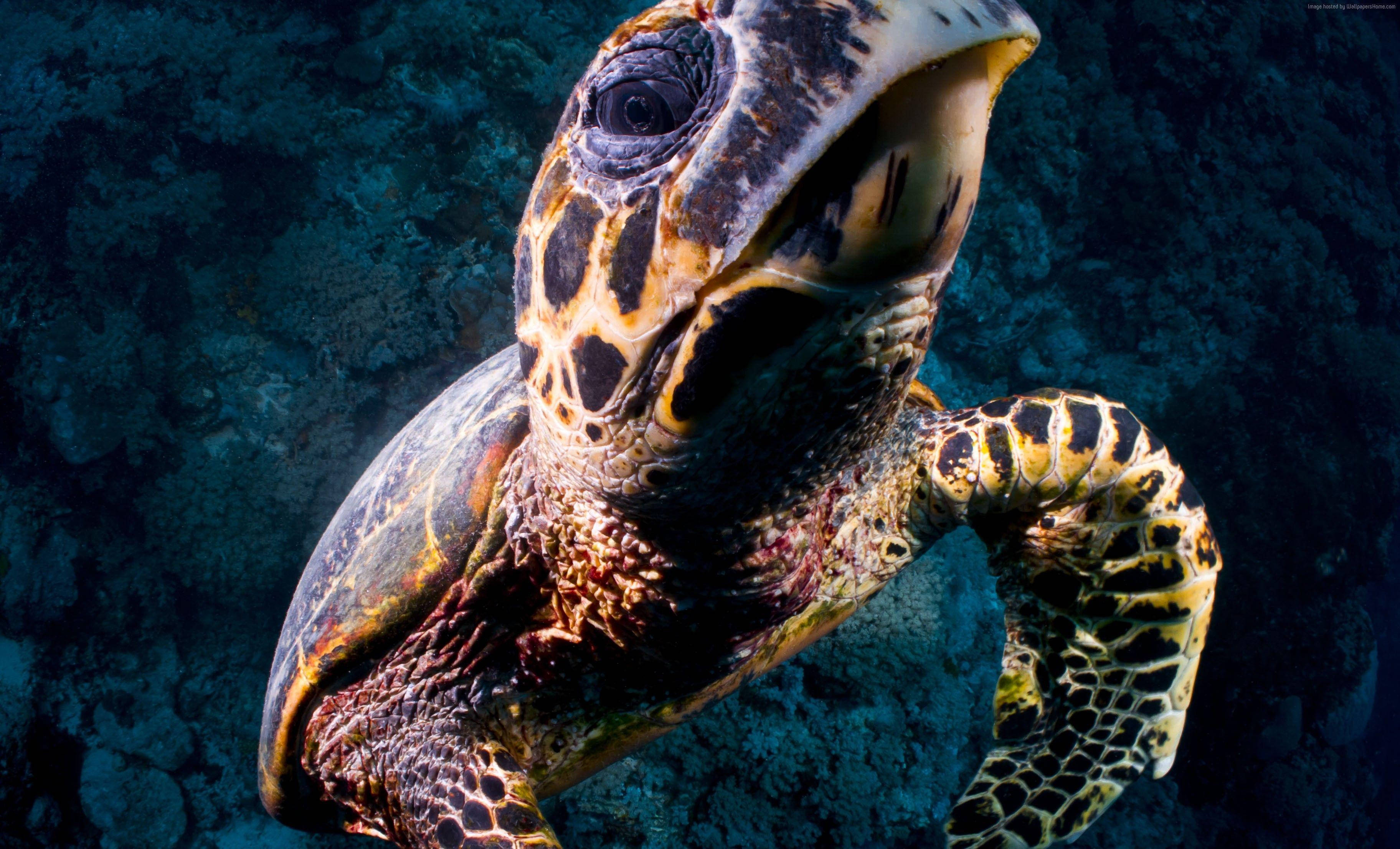 GoPro, hawksbill turtle, coral reef, 2K Desktop Wallpaper