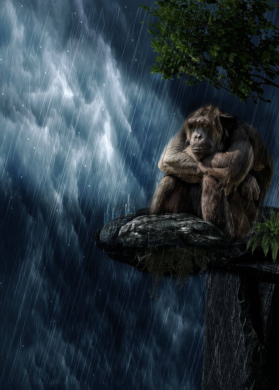 Gorilla Art, chimpanzee, rain-slicked cliff, SD Phone Wallpaper