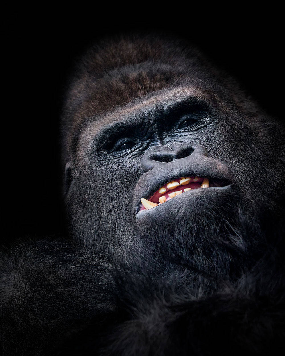 Gorilla Art, close-up portrait, intense eyes, SD Phone Wallpaper