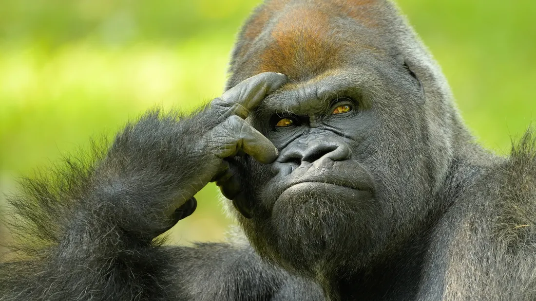 Gorilla Desktop