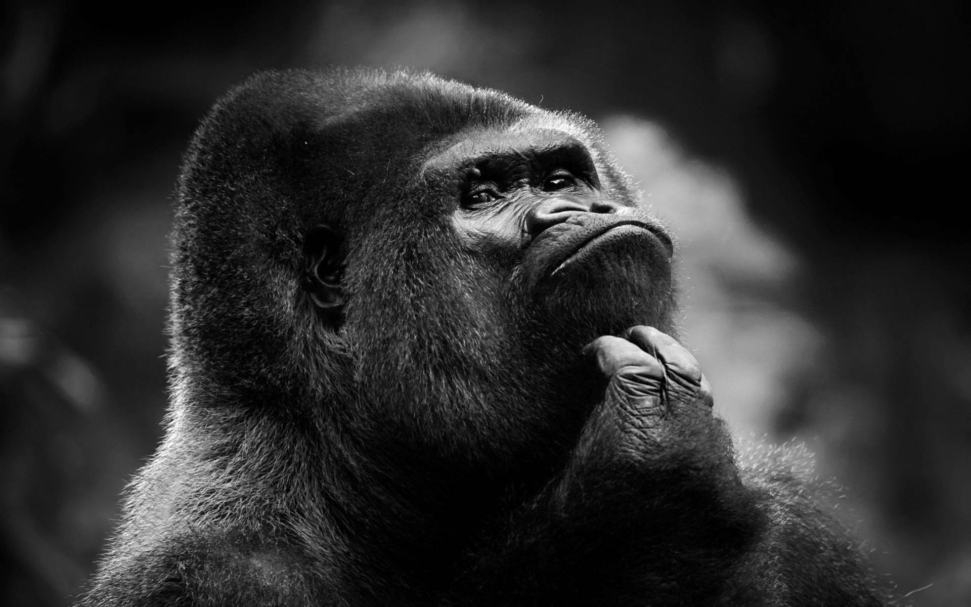 gorilla desktop, black and white photo, gorilla, Full HD Desktop Wallpaper