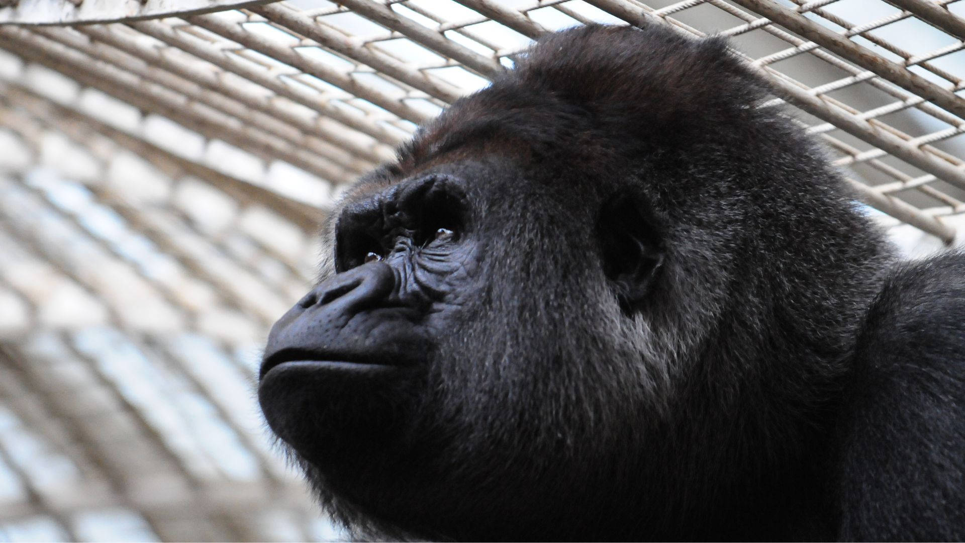 Gorilla Desktop, gorilla, dark fur, Full HD Desktop Wallpaper