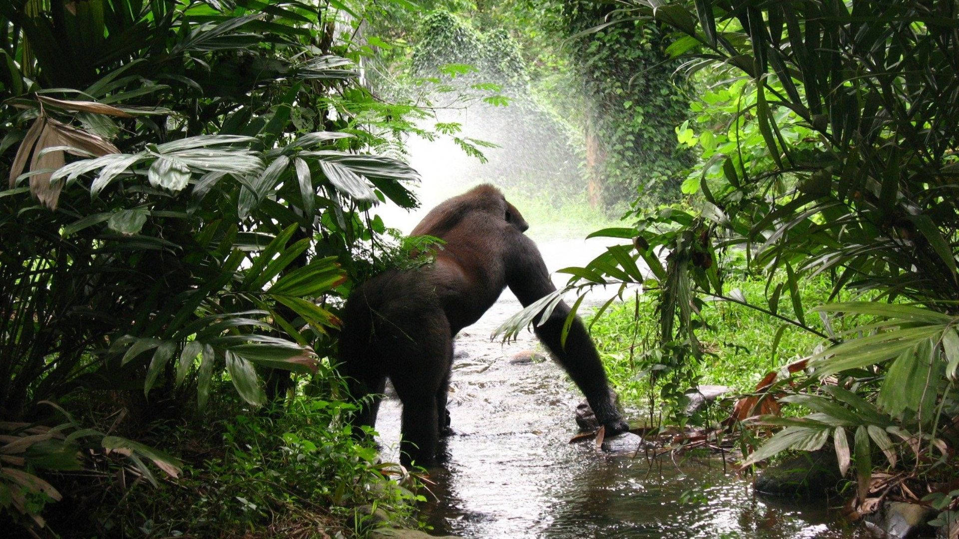 Gorilla Desktop, jungle path, mist, Full HD Desktop Wallpaper