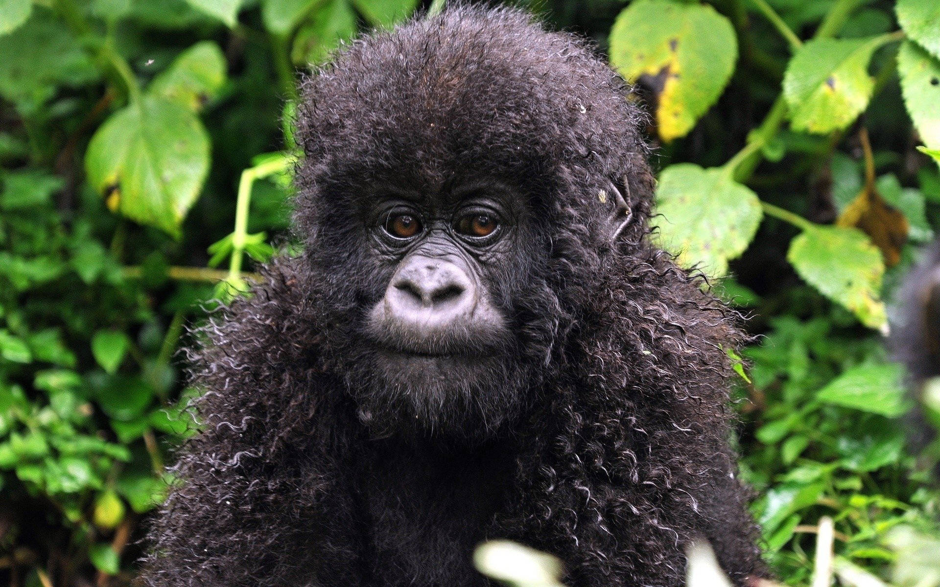 Gorilla Desktop, baby gorilla, thick dark fur, Full HD Desktop Wallpaper