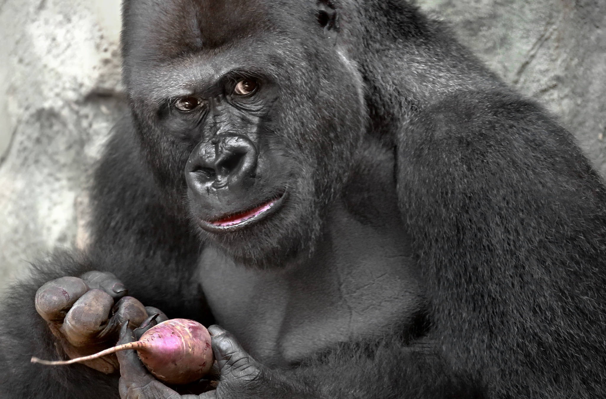 Gorilla Desktop, red radish, rocky background, Full HD Desktop Wallpaper