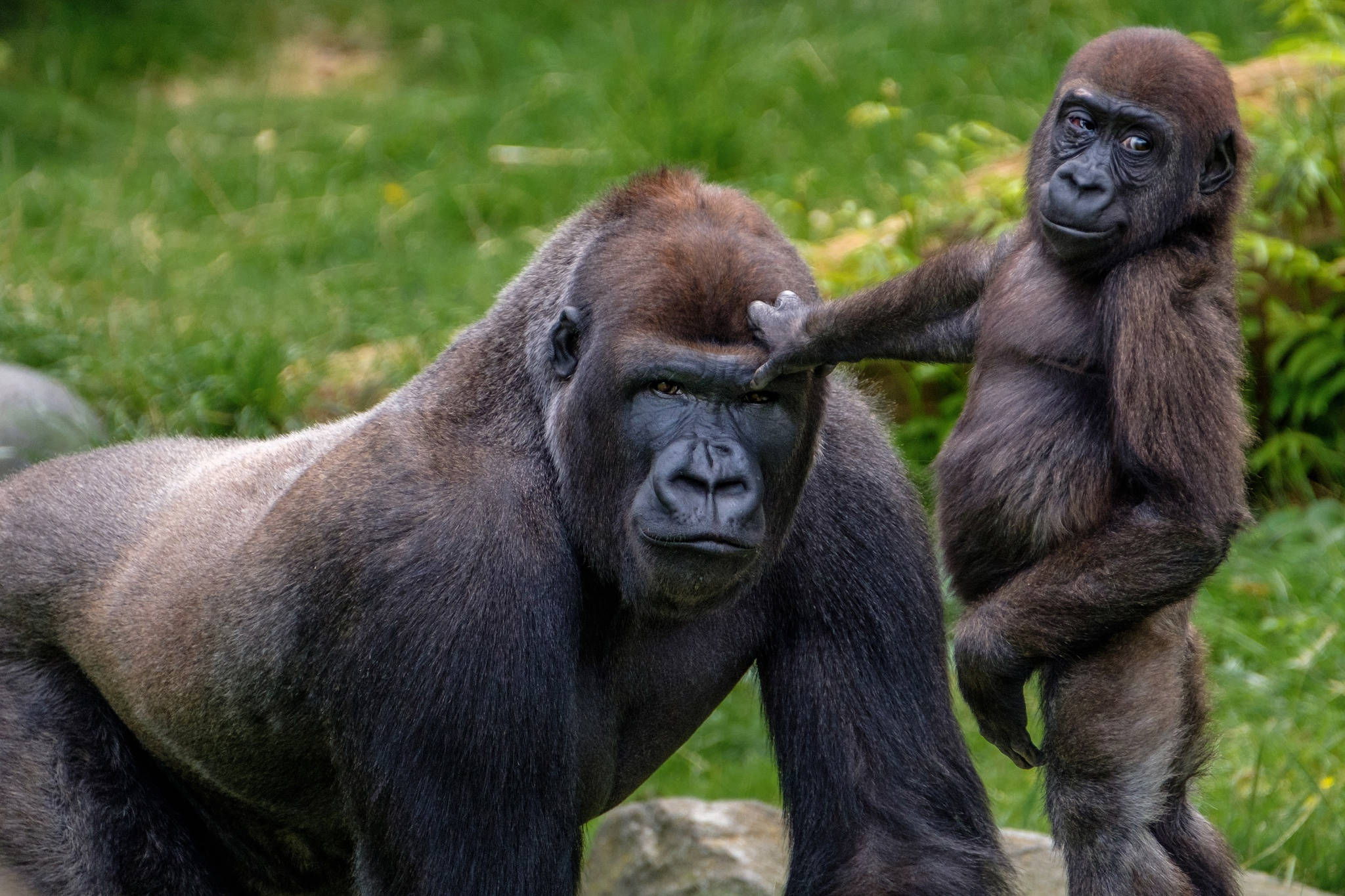 Gorilla Desktop, young gorilla, large adult gorilla, Full HD Desktop Wallpaper