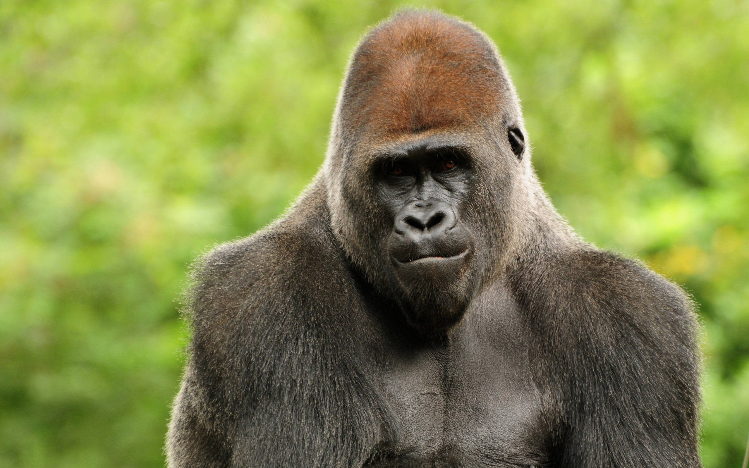 Gorilla Desktop, silverback gorilla, reddish-brown crest, 2K Desktop Wallpaper