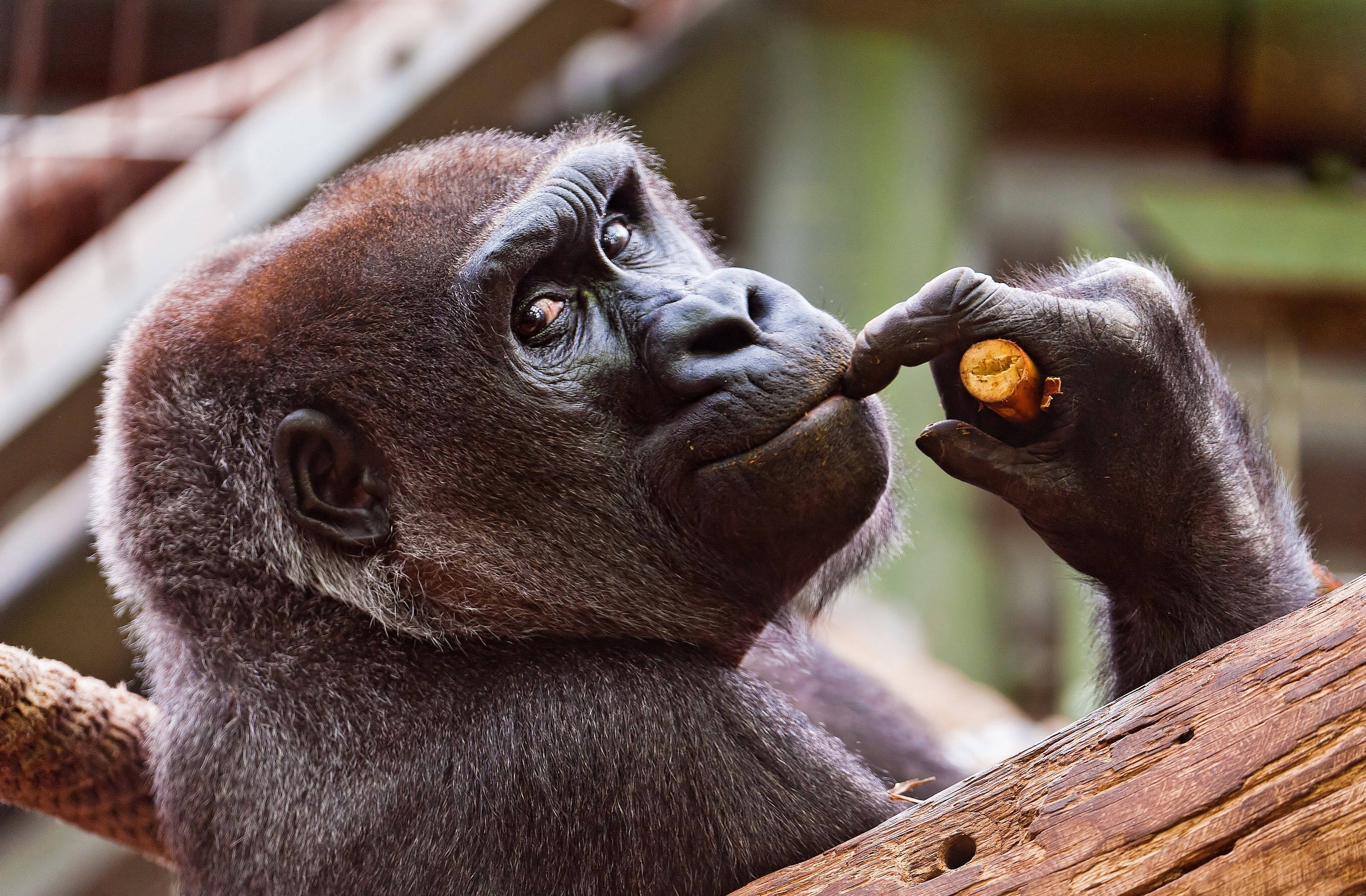 Gorilla Desktop, gorilla, orange fruit, 2K Desktop Wallpaper