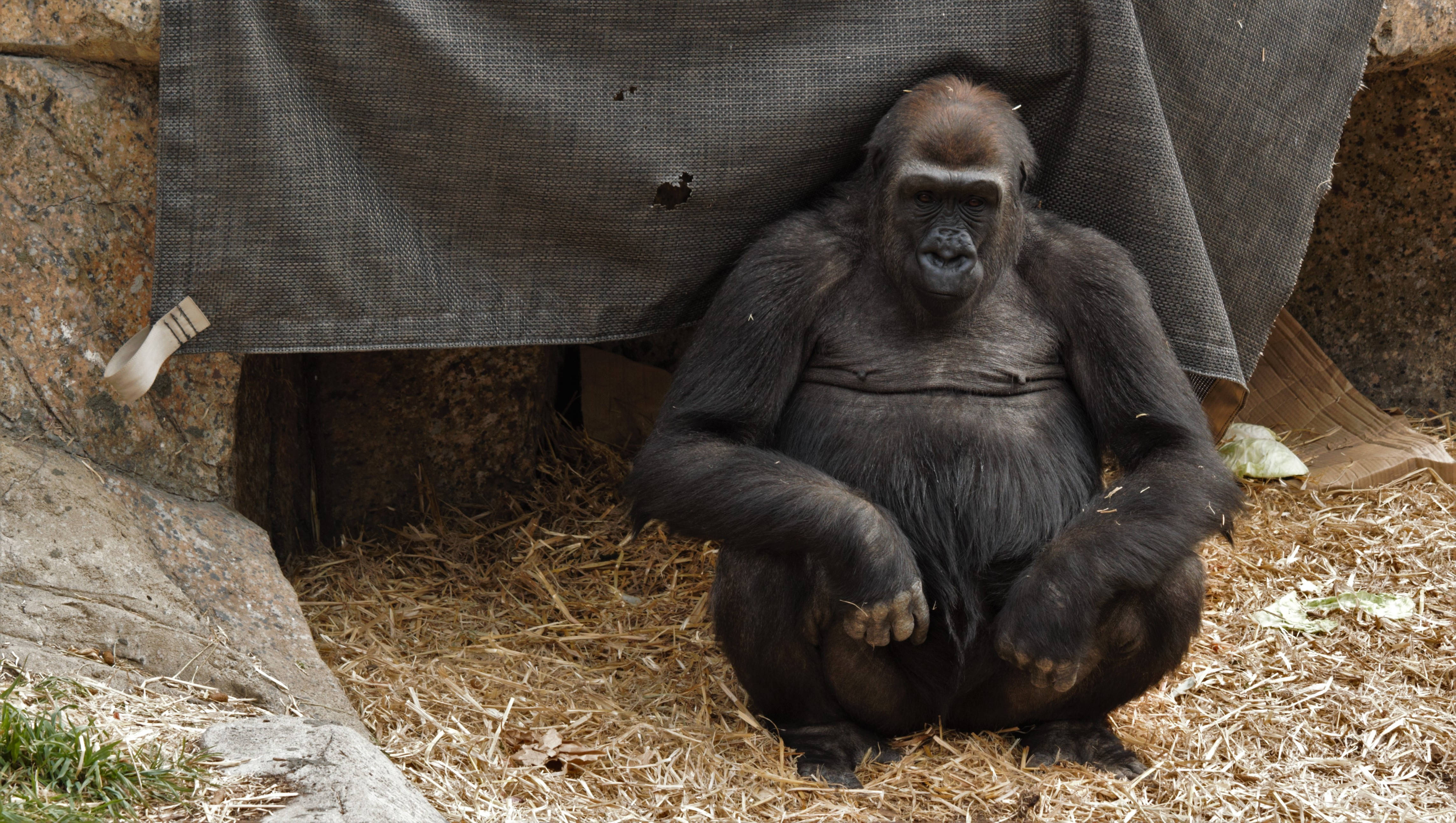 Gorilla Desktop, straw, dark tarp, 4K Desktop Wallpaper