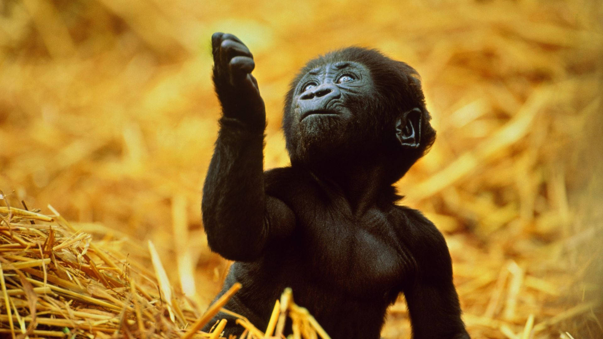 Gorilla Desktop, baby gorilla, golden hay, Full HD Desktop Wallpaper