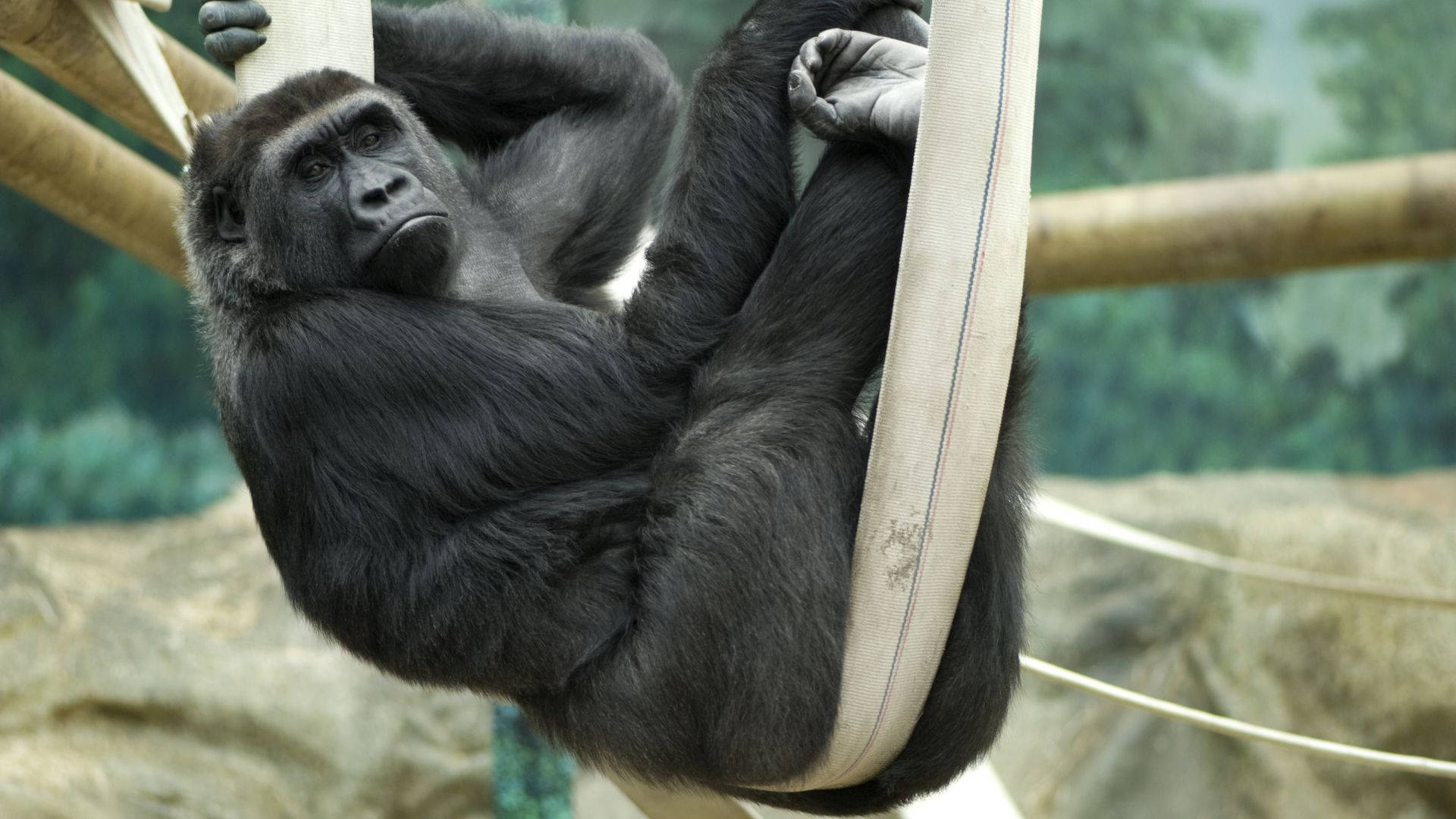 gorilla desktop, tropical landscape, zoo enclosure, Full HD Desktop Wallpaper