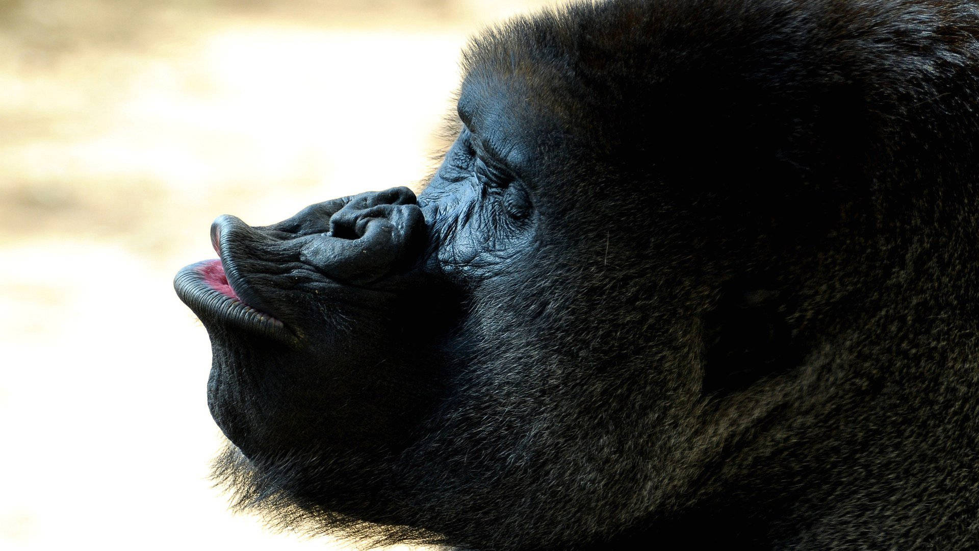Gorilla Desktop, dark fur, pink tongue, Full HD Desktop Wallpaper