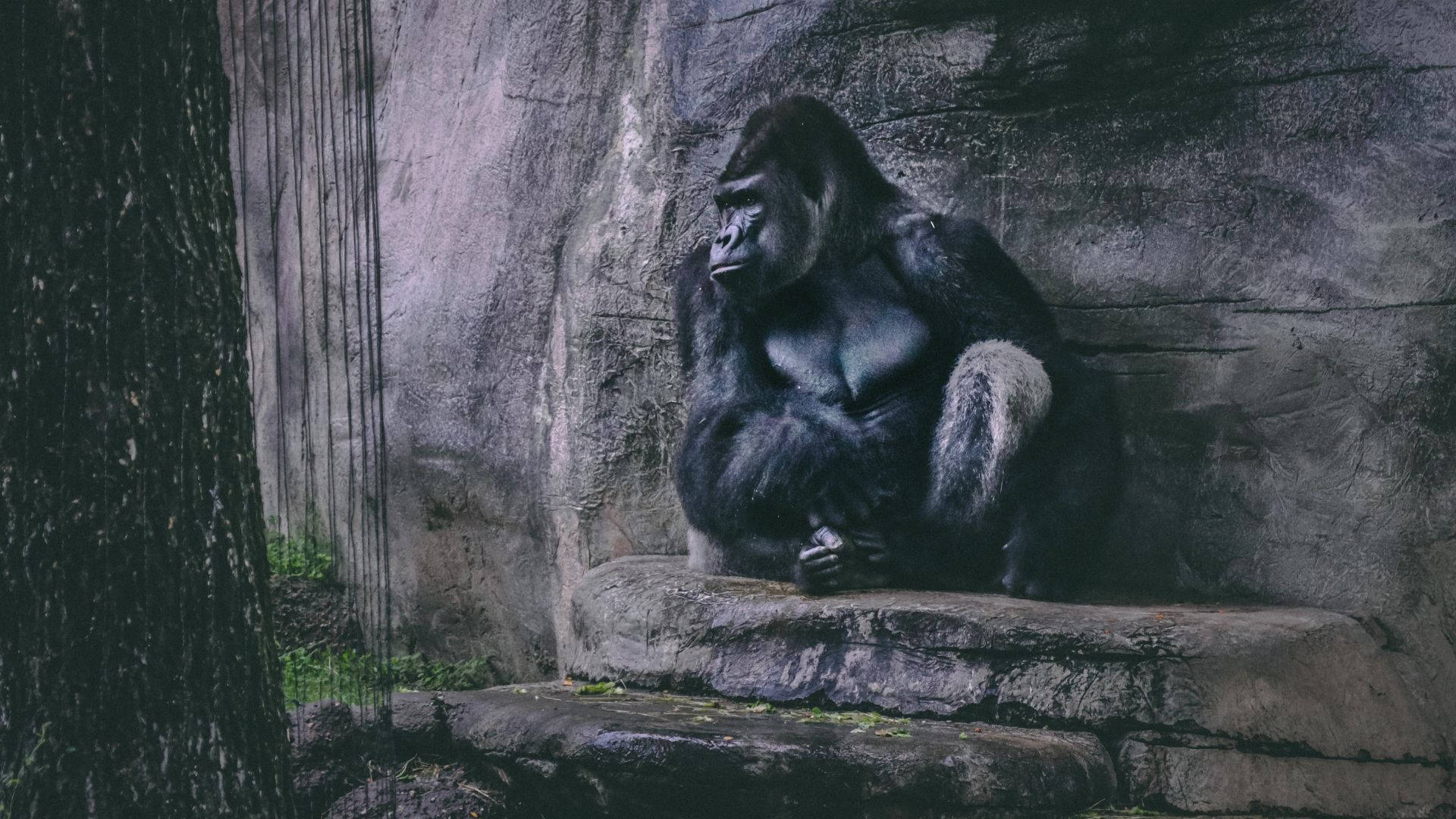 Gorilla Desktop, stone ledge, textured rock wall, Full HD Desktop Wallpaper
