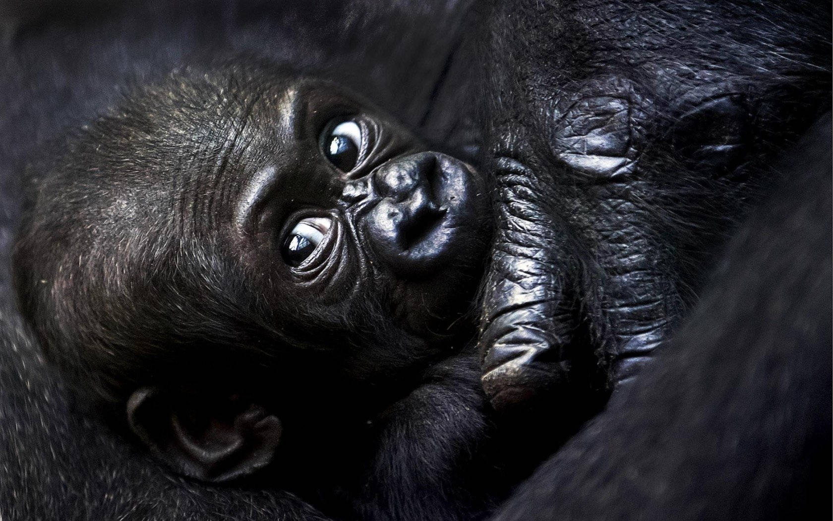 Gorilla Desktop, baby gorilla, mother gorilla, HD Desktop Wallpaper