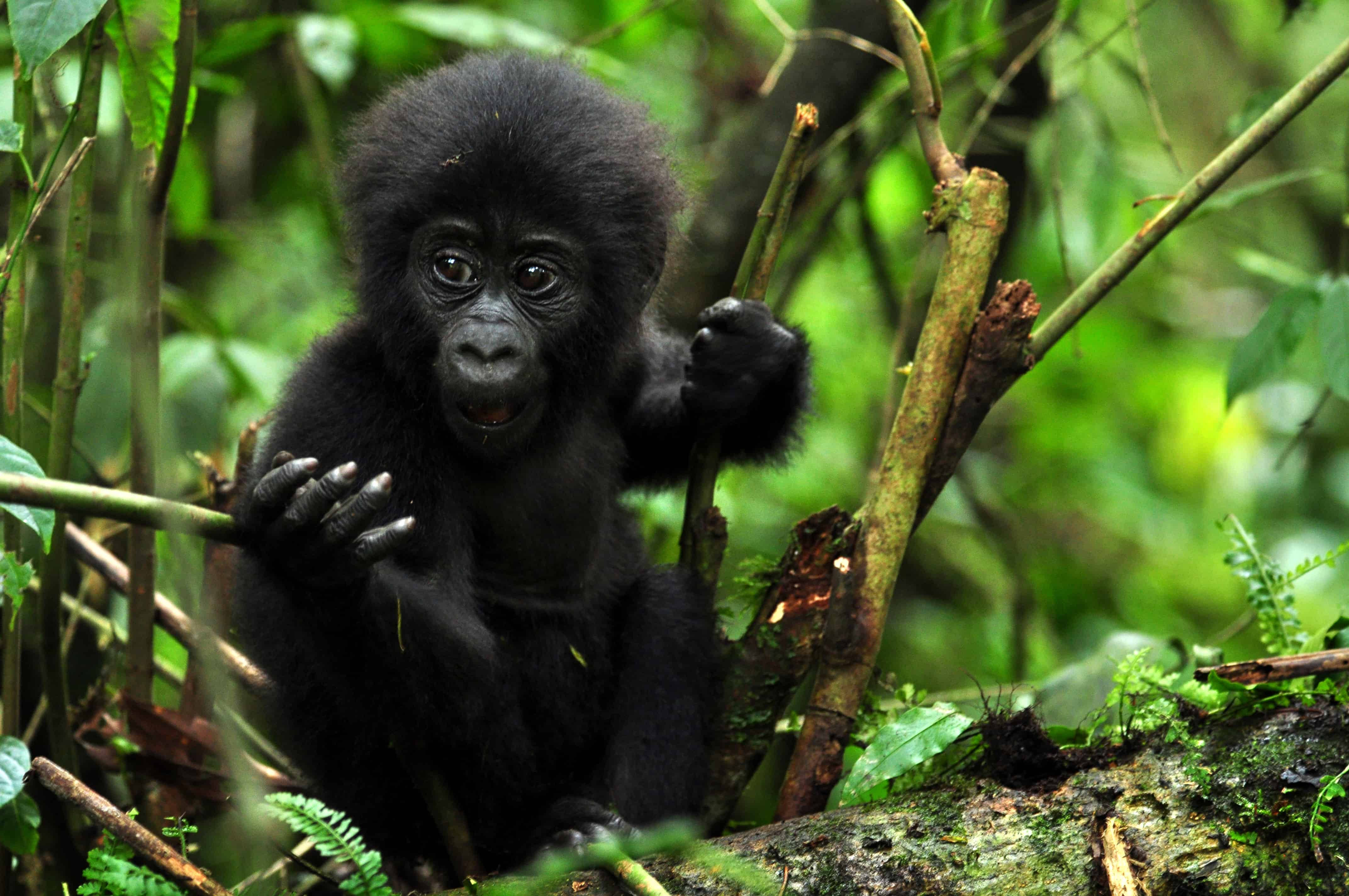 Gorilla Desktop, baby gorilla, dark fur, 4K Desktop Wallpaper