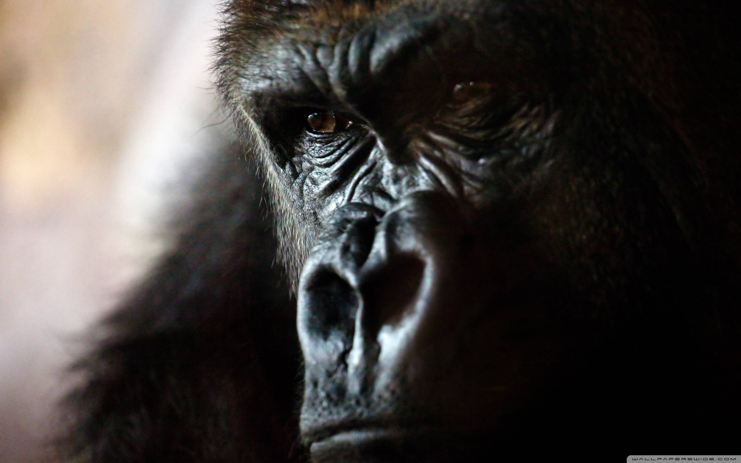 gorilla, intense face, deep wrinkles, 2K Desktop Wallpaper