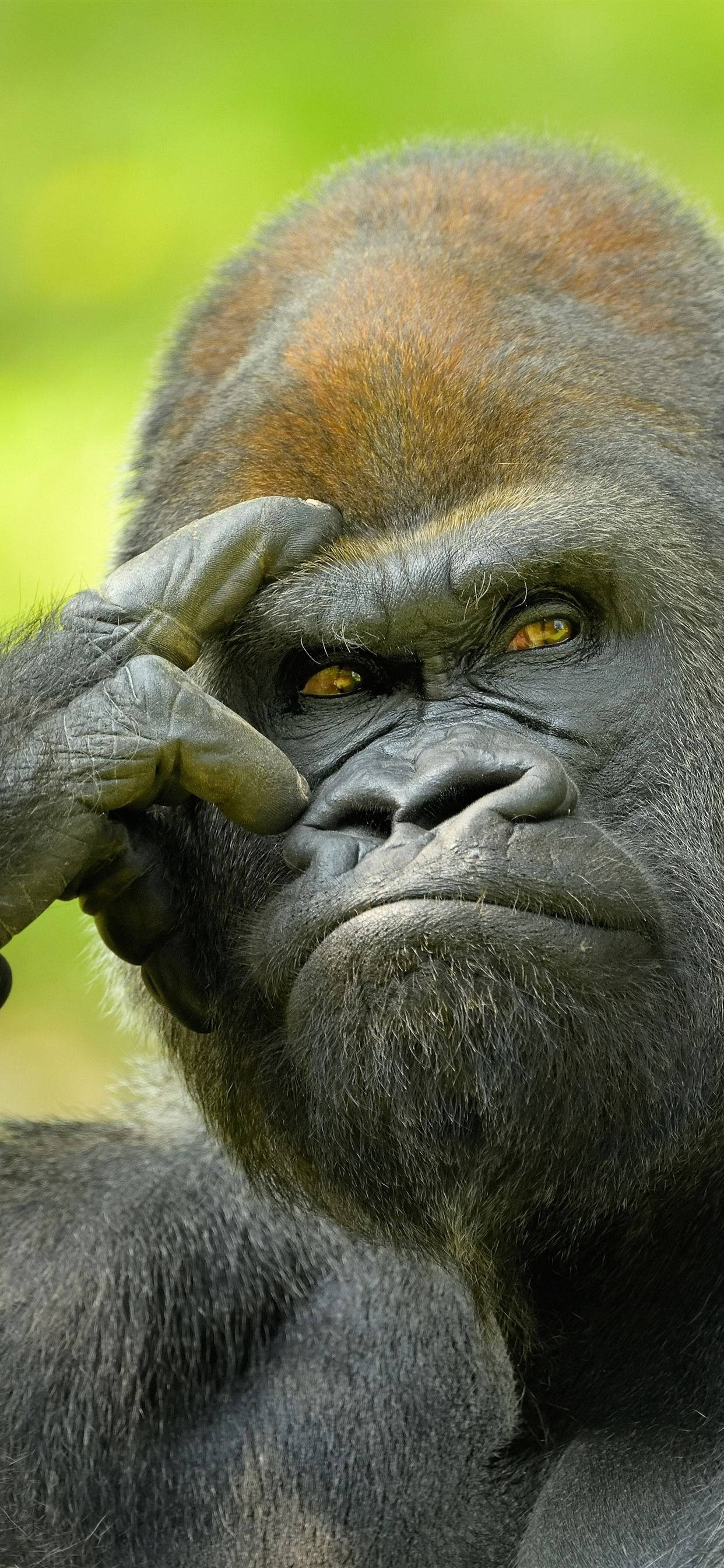 Thinking Gorilla iPhone, amber eyes, hand on forehead, 2K Phone Wallpaper