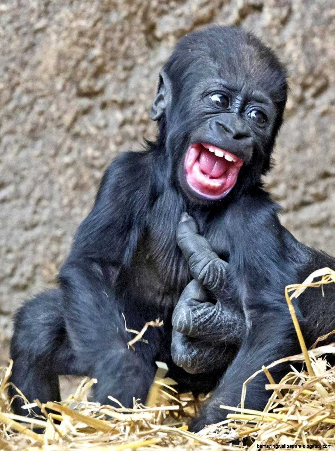 baby gorilla, wide eyes, open mouth, HD Phone Wallpaper
