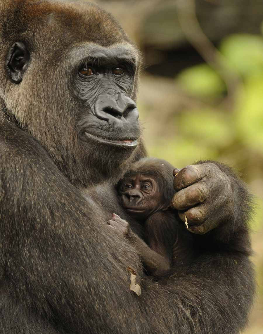 mother gorilla, infant gorilla, soft blurred forest background, SD Phone Wallpaper