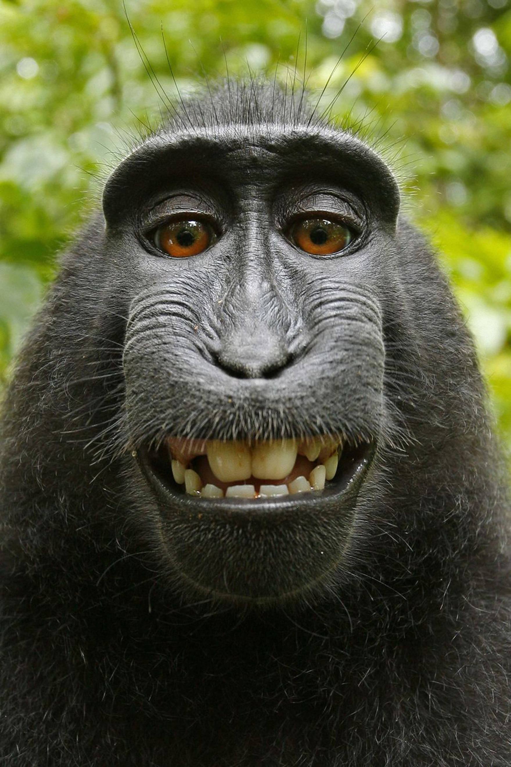 Smiling Happy Gorilla iPhone, black monkey, expressive brown eyes, 2K Phone Wallpaper