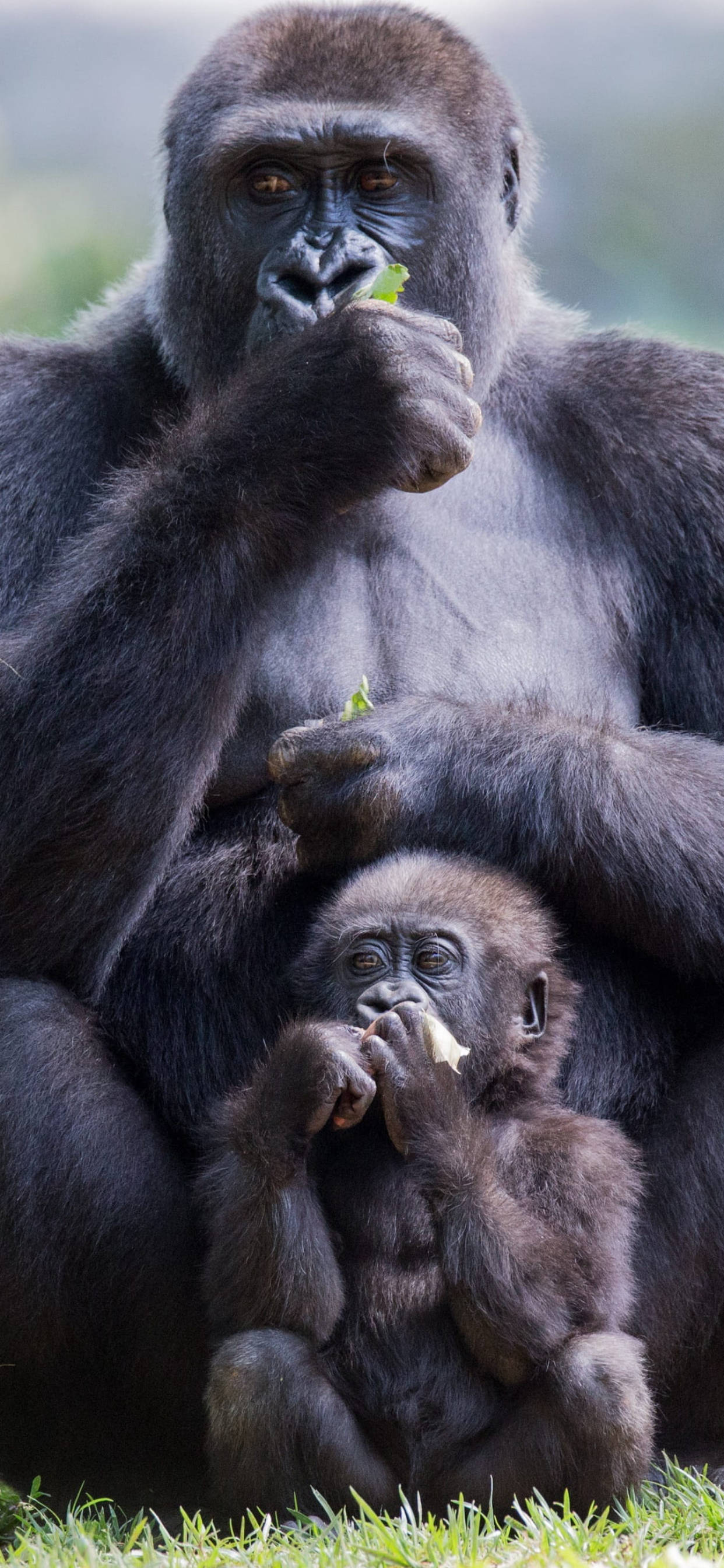mother gorilla, infant gorilla, grass, 2K Phone Wallpaper