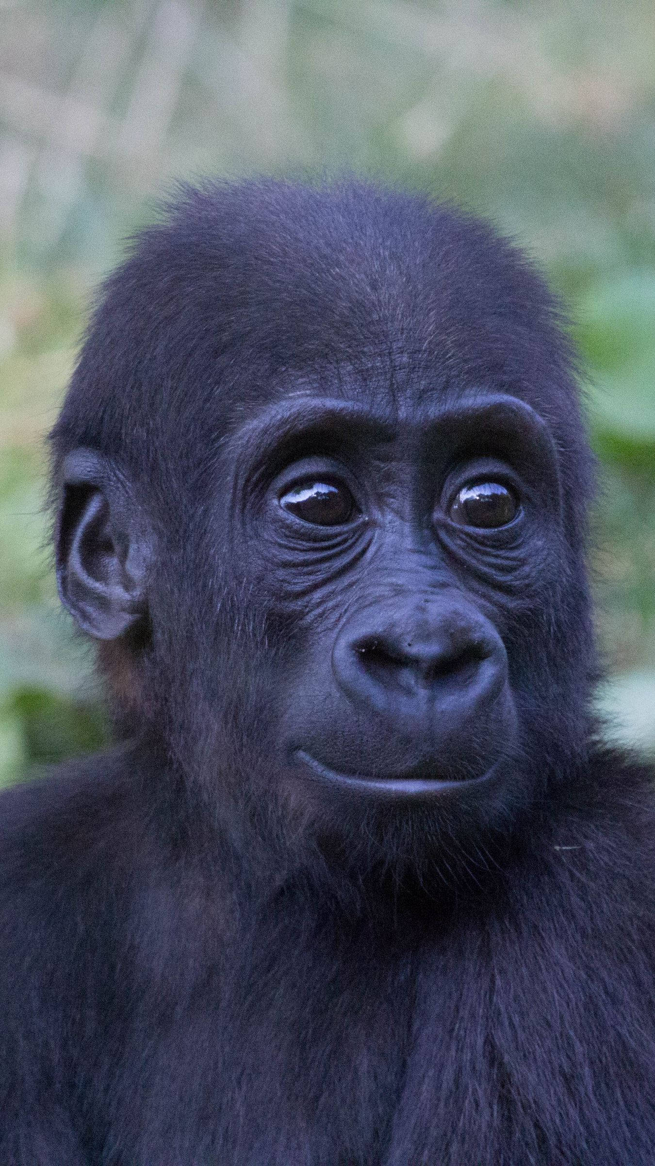 Gorilla iPhone, young gorilla, dark fur, Full HD Phone Wallpaper