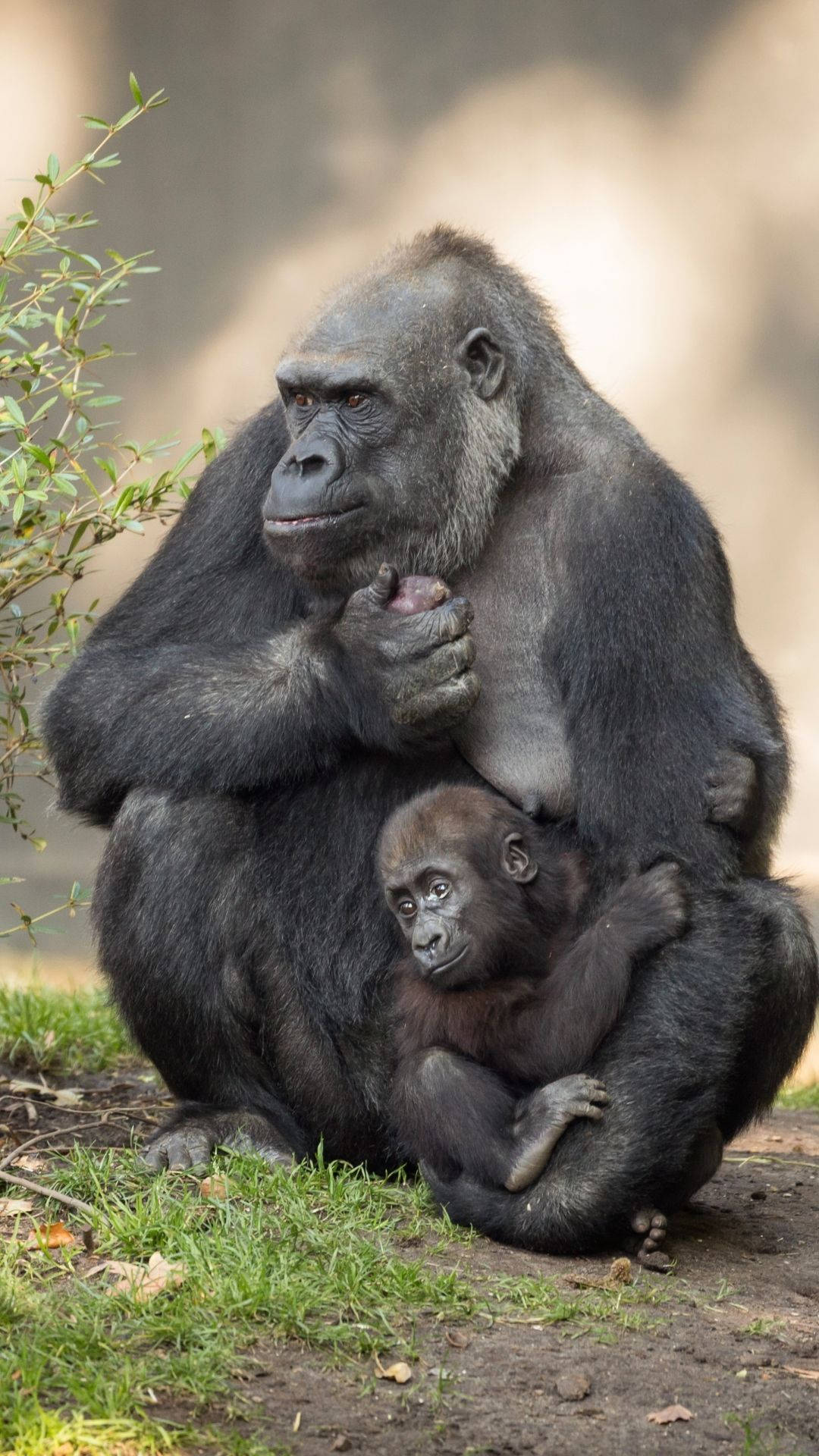 Infant Gorilla, Nursing Mother Gorilla, Green Grass, Full HD Phone Wallpaper