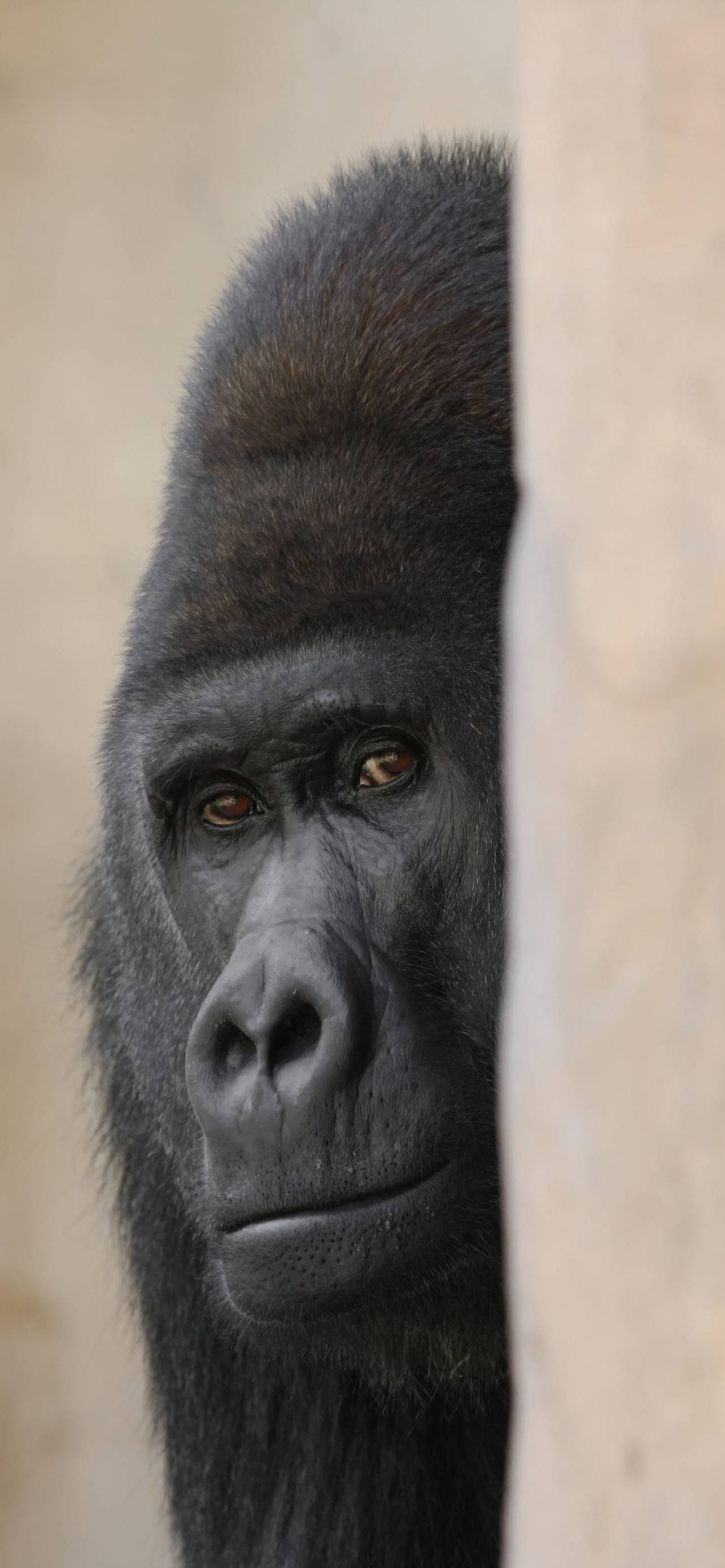 Sneaking Gorilla iPhone, gorilla, stone wall, 2K Phone Wallpaper