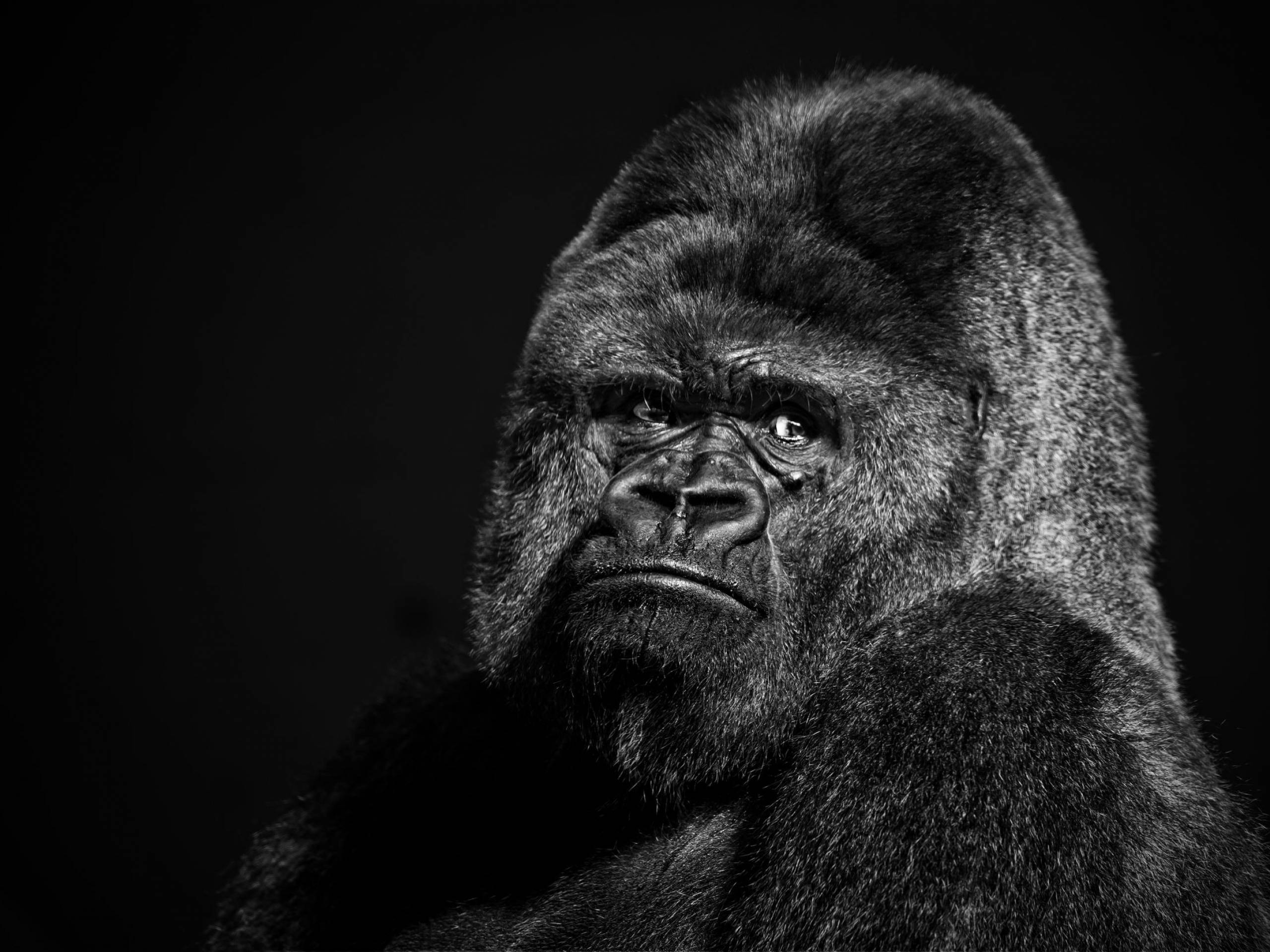 gorilla, black and white portrait, intense eyes, 2K Desktop Wallpaper