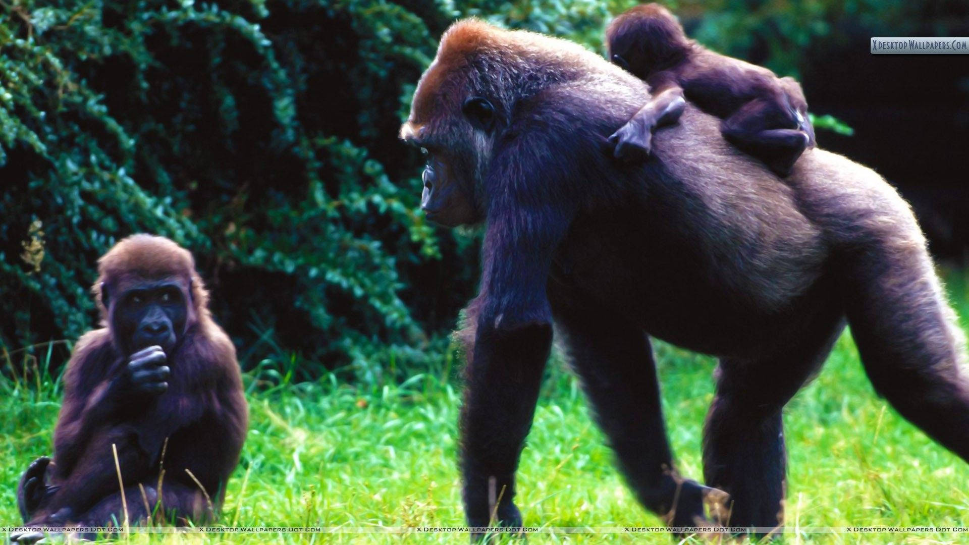 mother gorilla, baby gorilla, young gorilla, Full HD Desktop Wallpaper