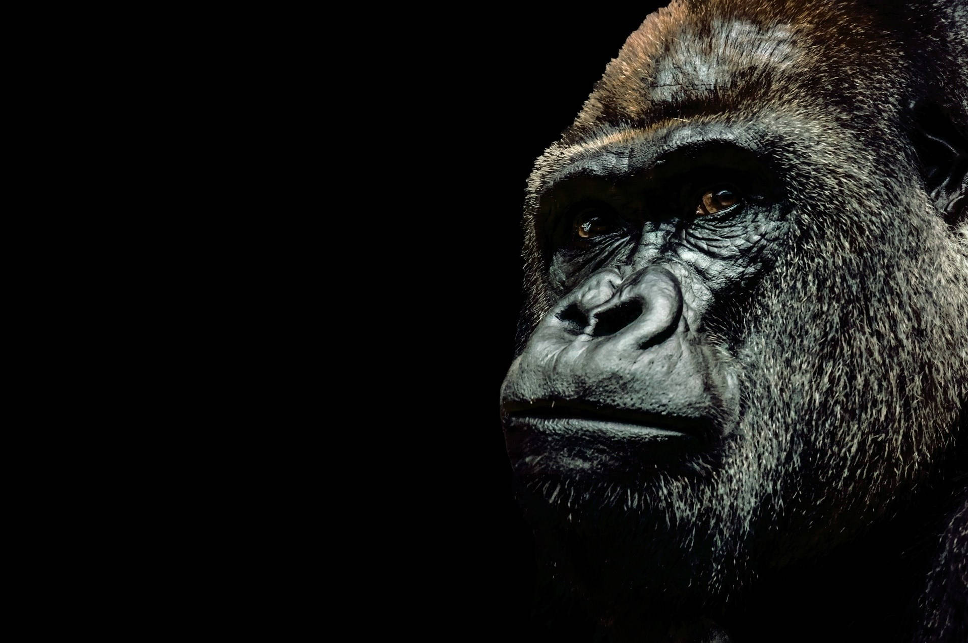 cool gorilla, black design, gorilla, Full HD Desktop Wallpaper