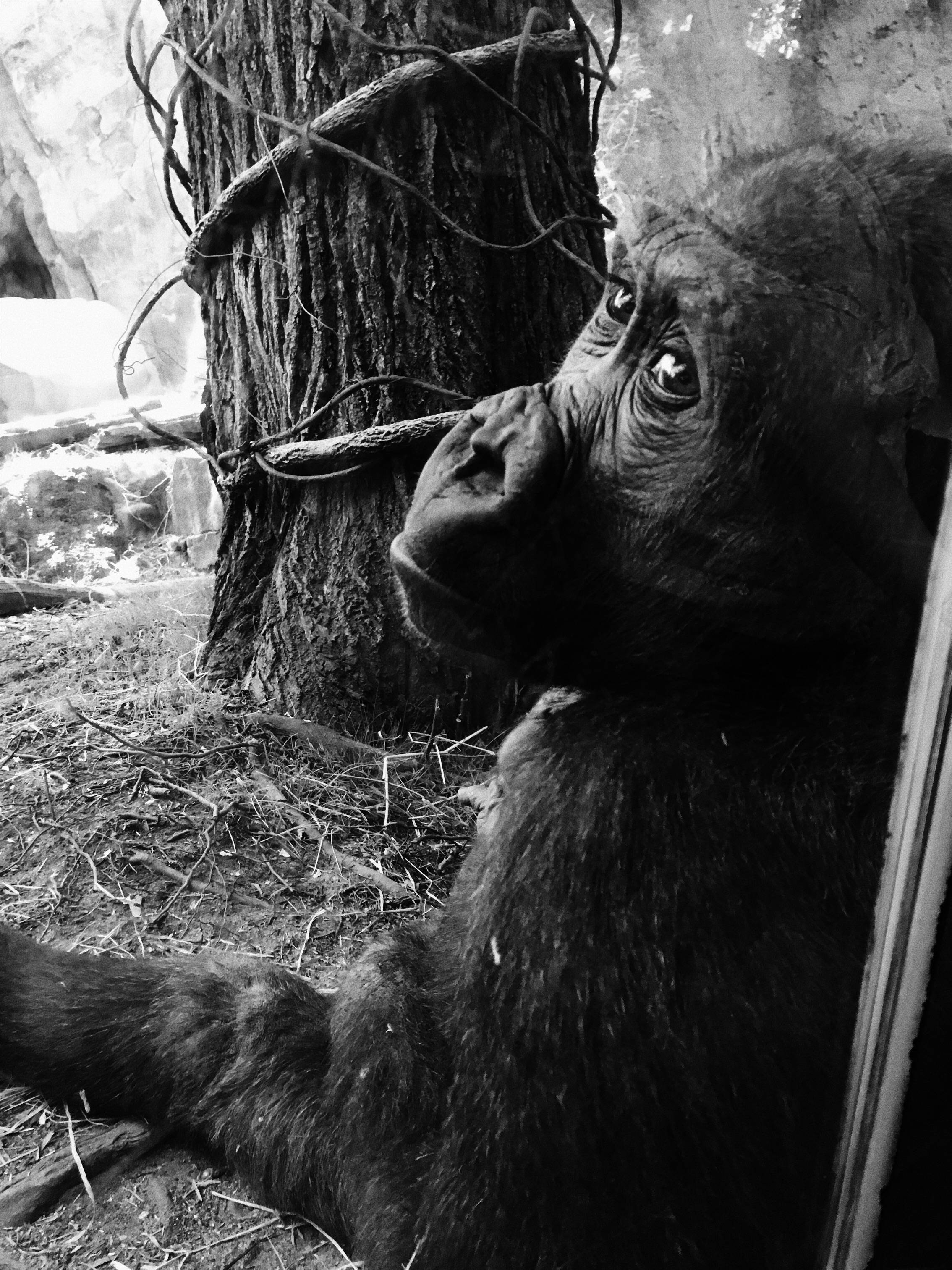 baby black gorilla, iPhone, monochrome zoo enclosure, 2K Phone Wallpaper
