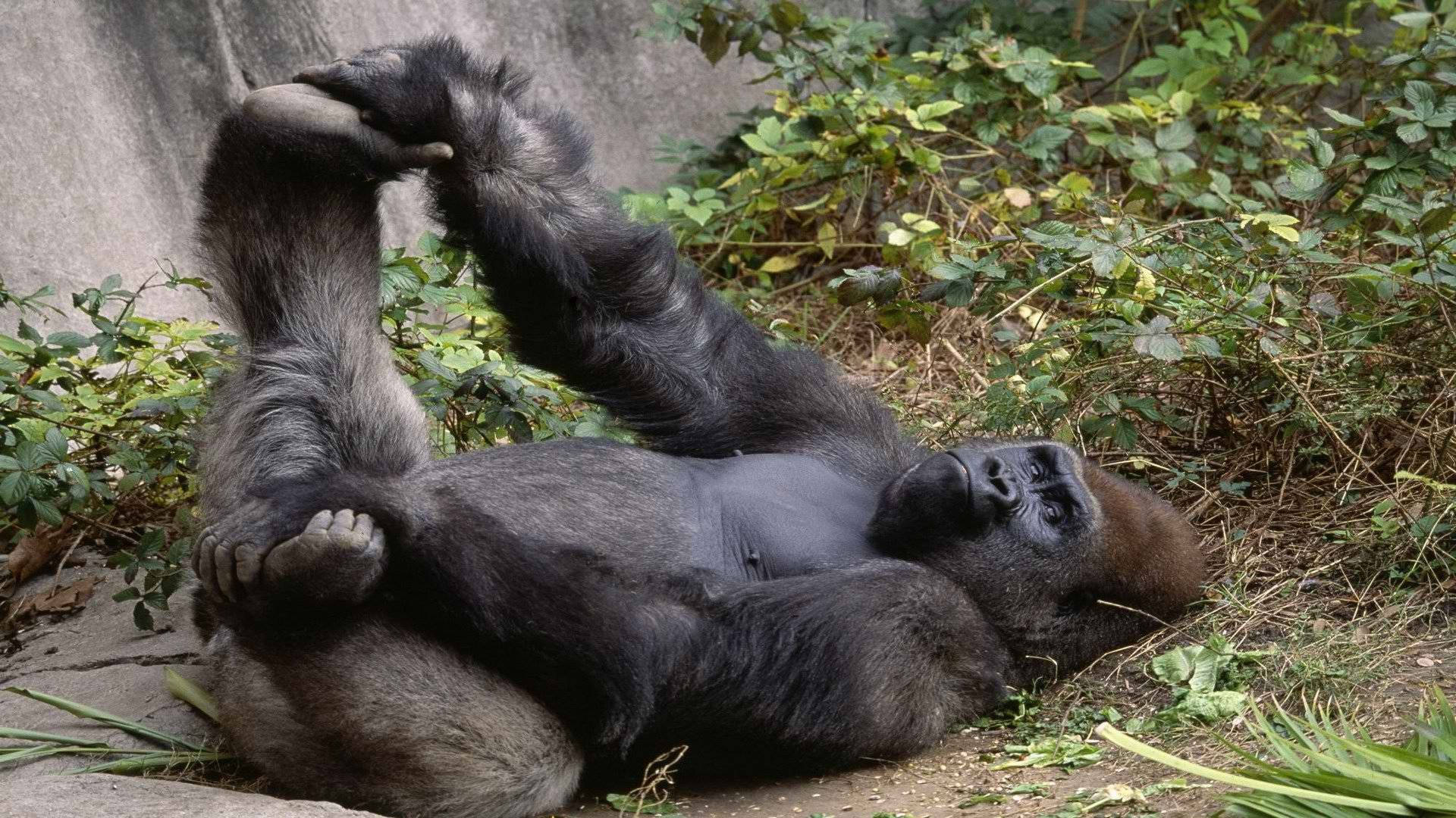 gorilla, lush green enclosure, laying on its back, Full HD Desktop Wallpaper