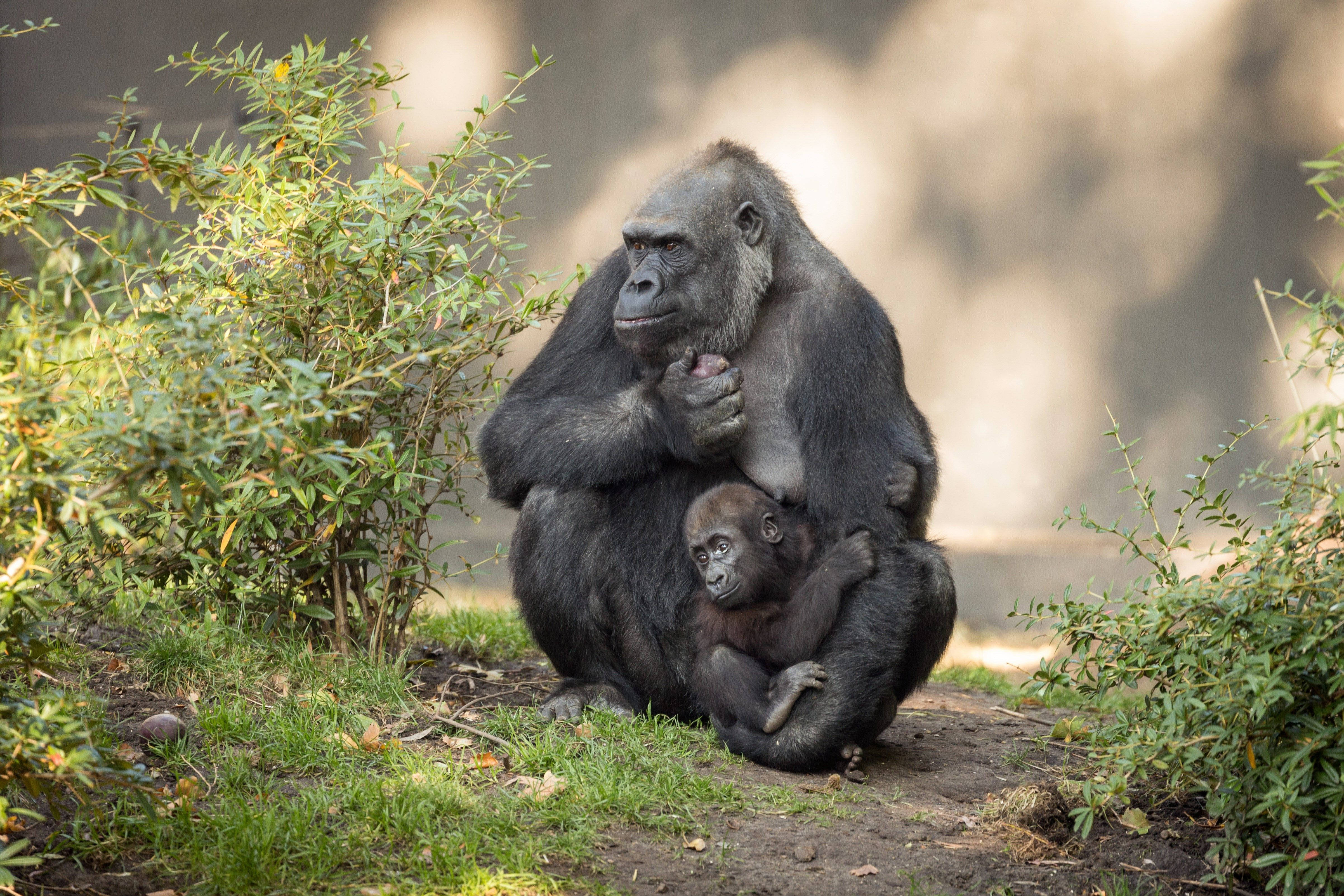 Gorilla, mother gorilla, baby gorilla, 4K Desktop Wallpaper