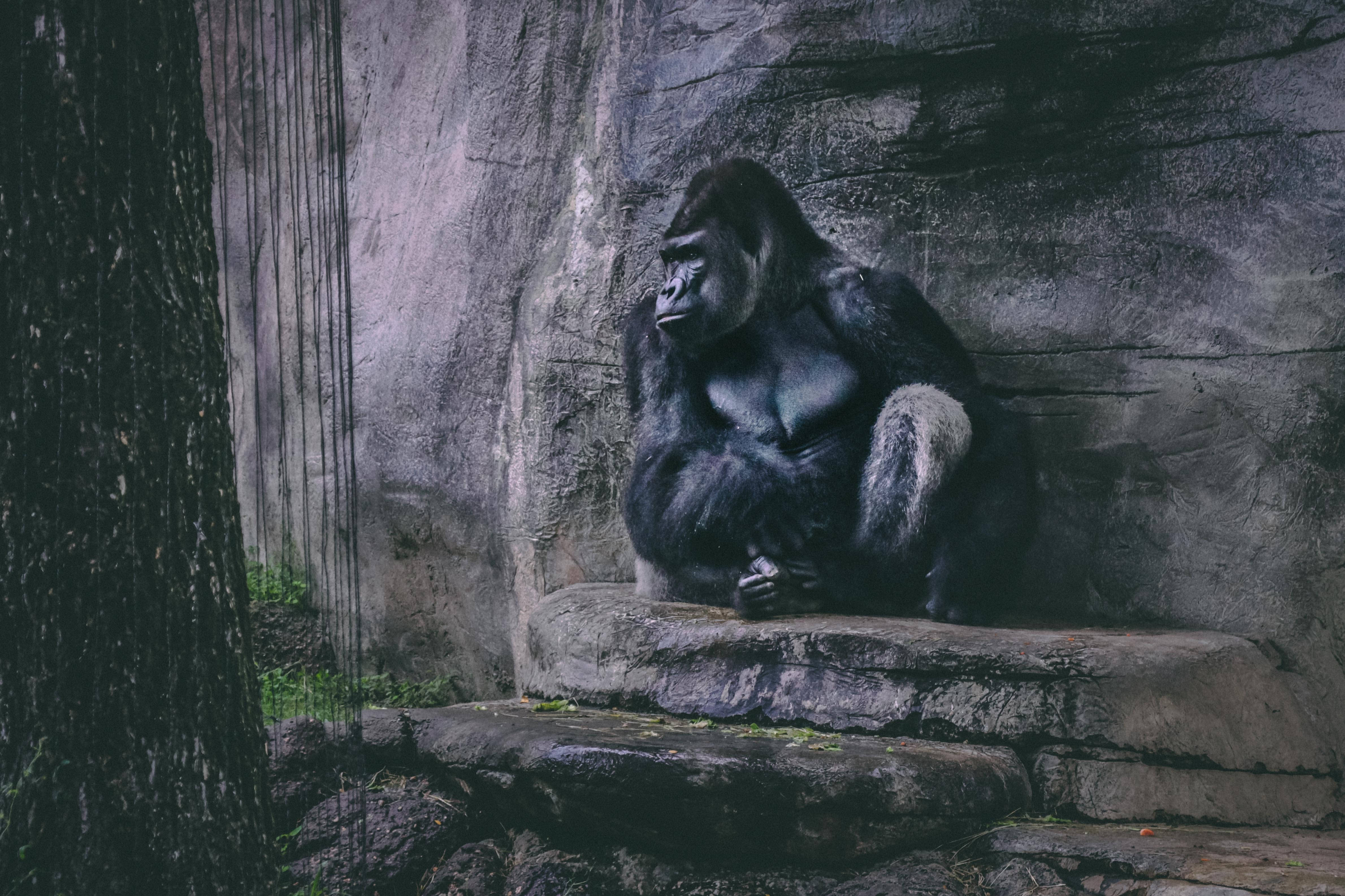 cool gorilla, gorilla, stone ledge, 4K Desktop Wallpaper