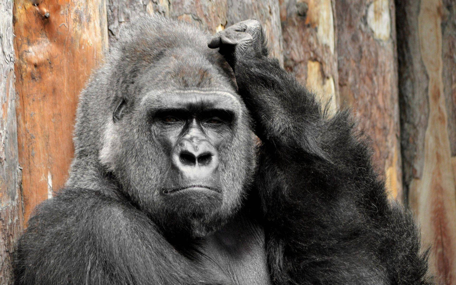Gorilla, desktop, scratching head, Full HD Desktop Wallpaper