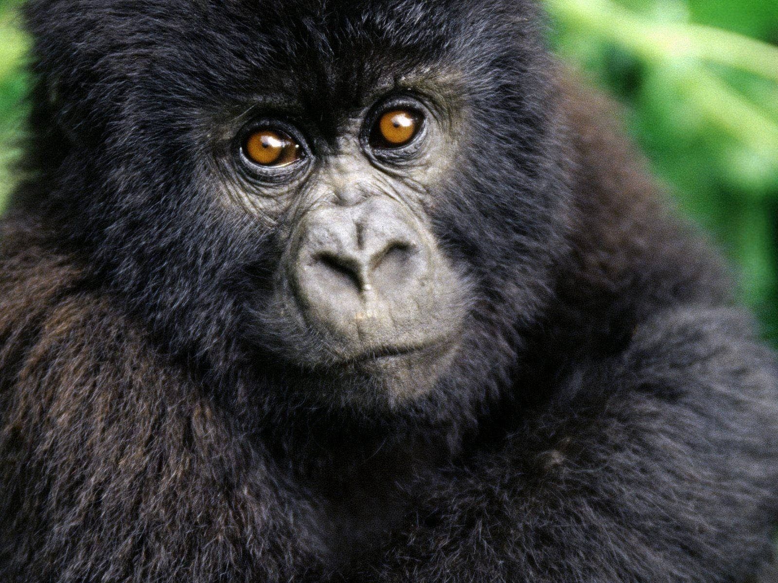 gorilla baby cub, amber eyes, thick black fur, HD Desktop Wallpaper