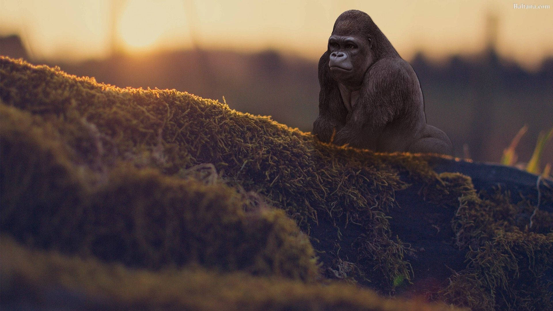 gorilla, mountain slope, mossy log, Full HD Desktop Wallpaper