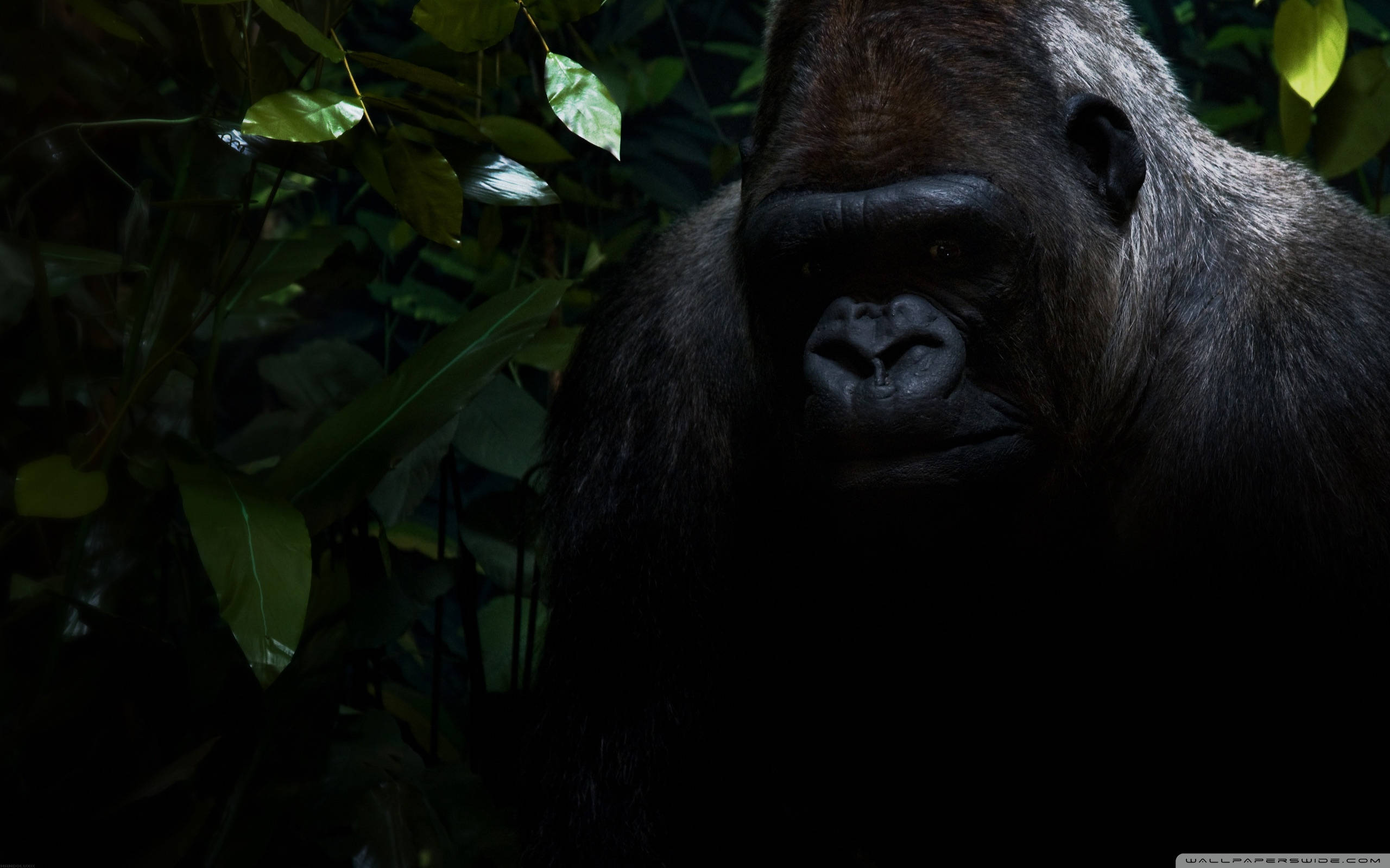 Gorilla, shadowy jungle foliage, dramatic lighting, 2K Desktop Wallpaper