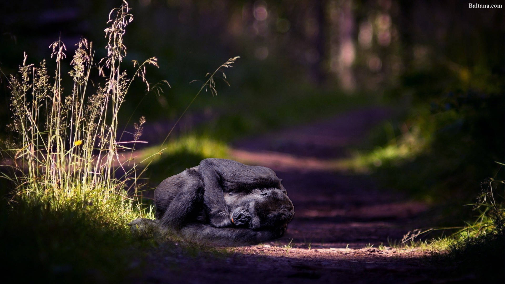 gorilla, forest path, golden sunlight, Full HD Desktop Wallpaper