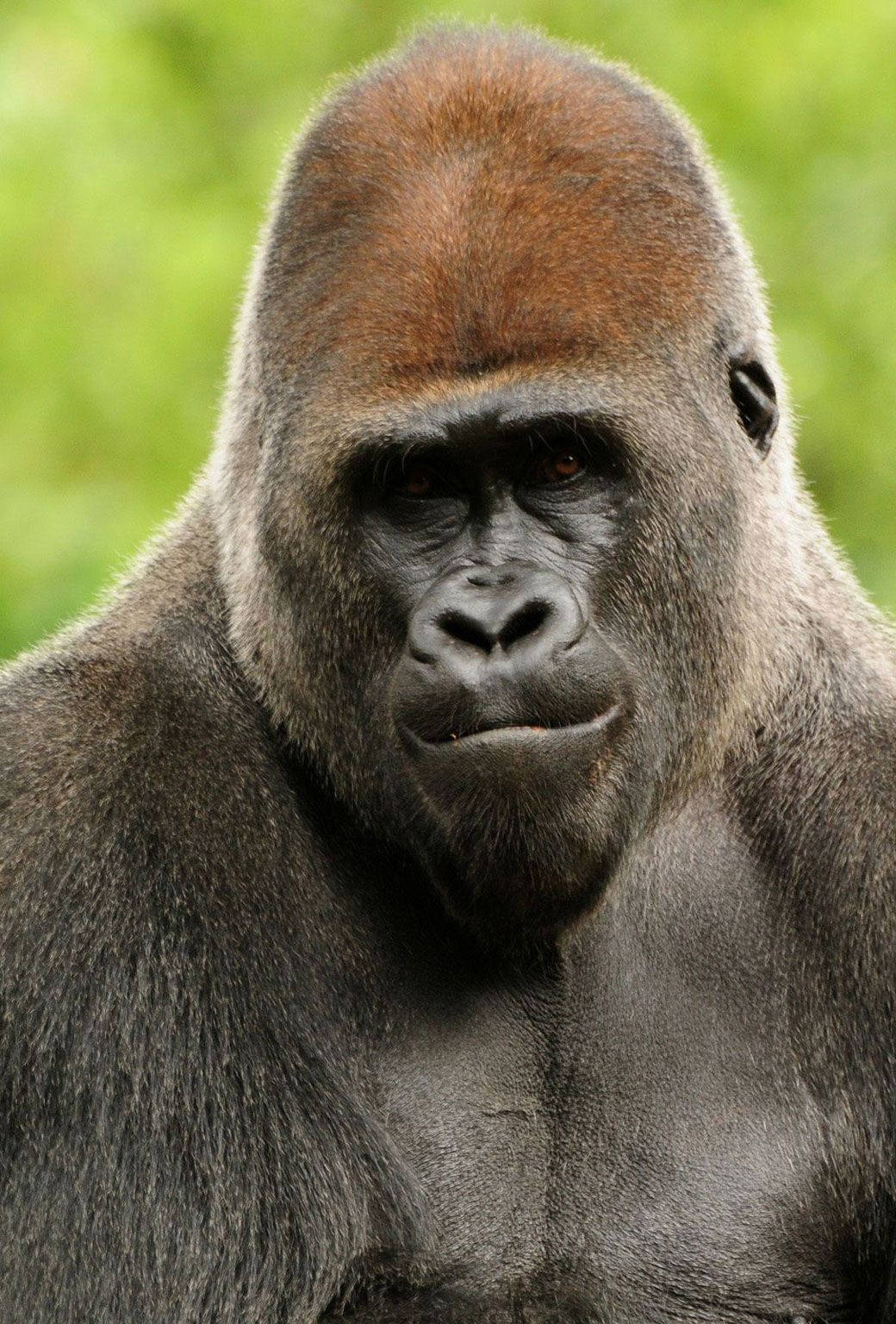 silverback gorilla, intense gaze, textured fur, HD Phone Wallpaper